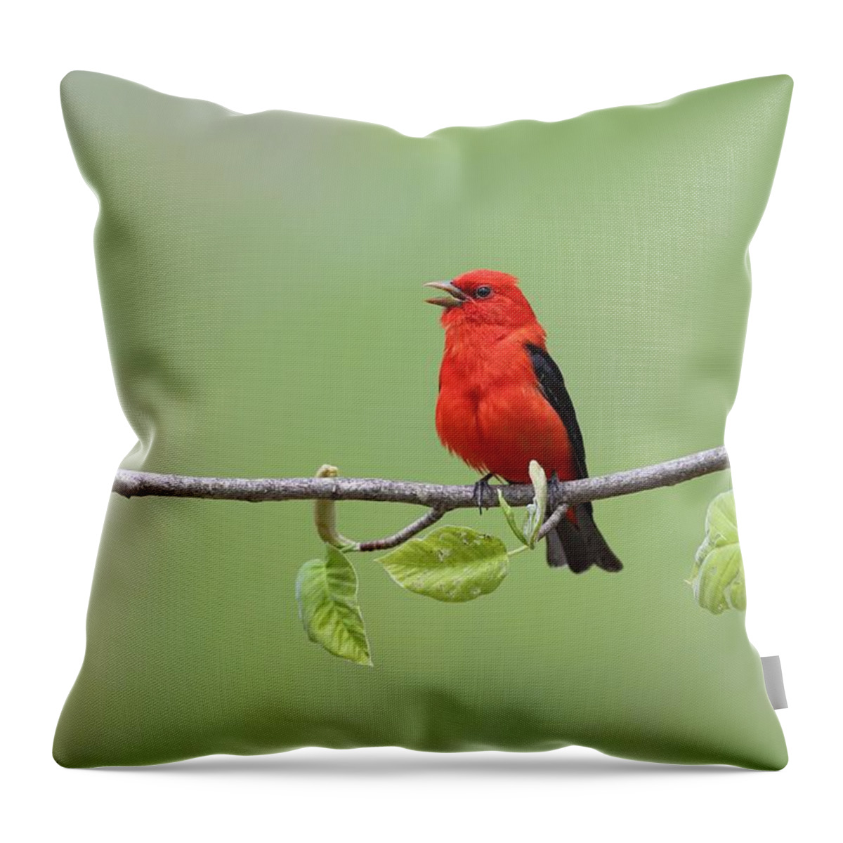 Scarlet Tanager Throw Pillow featuring the photograph Scarlet Tanager by Daniel Behm