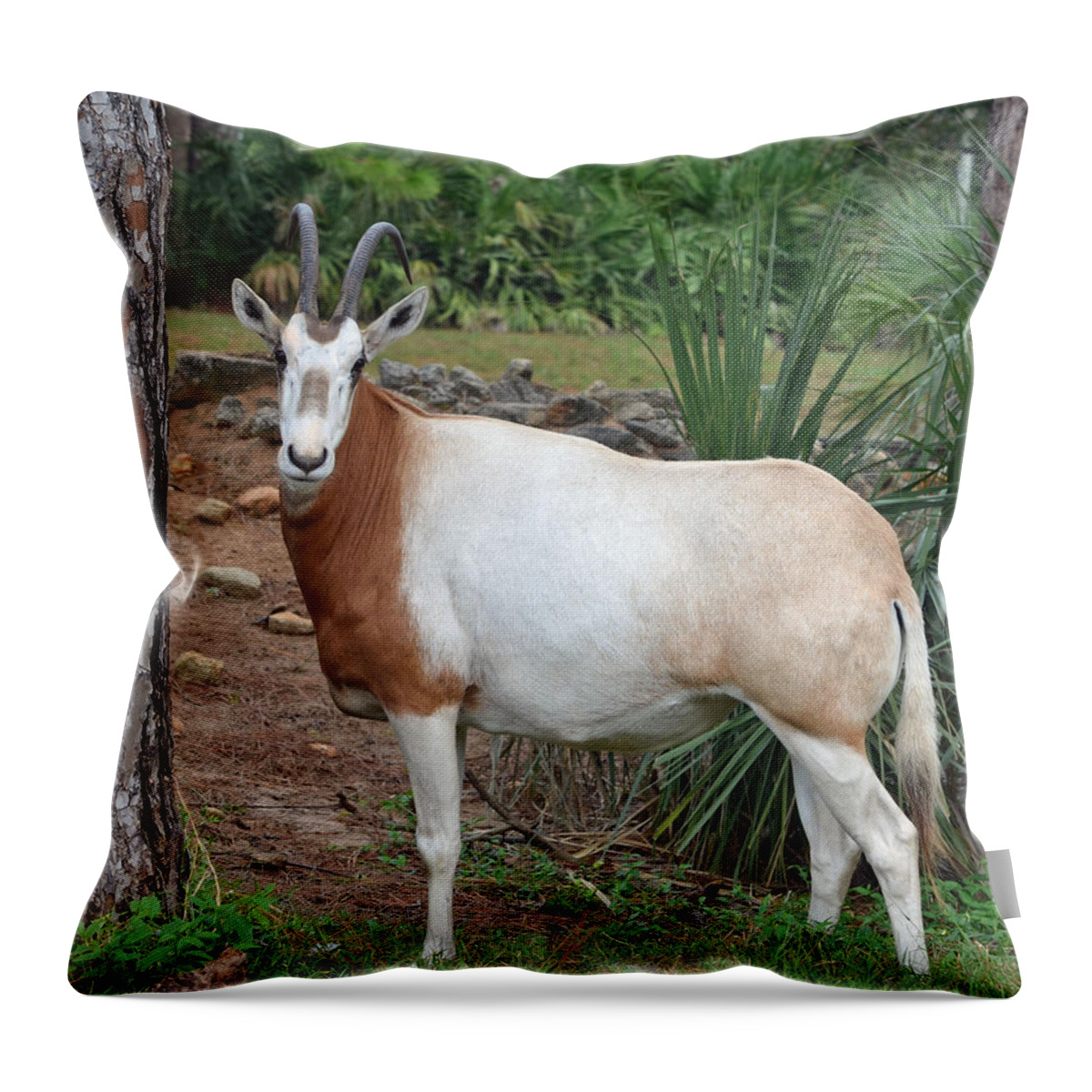 Oryx Throw Pillow featuring the photograph Scimitar Horned Oryx by Richard Bryce and Family