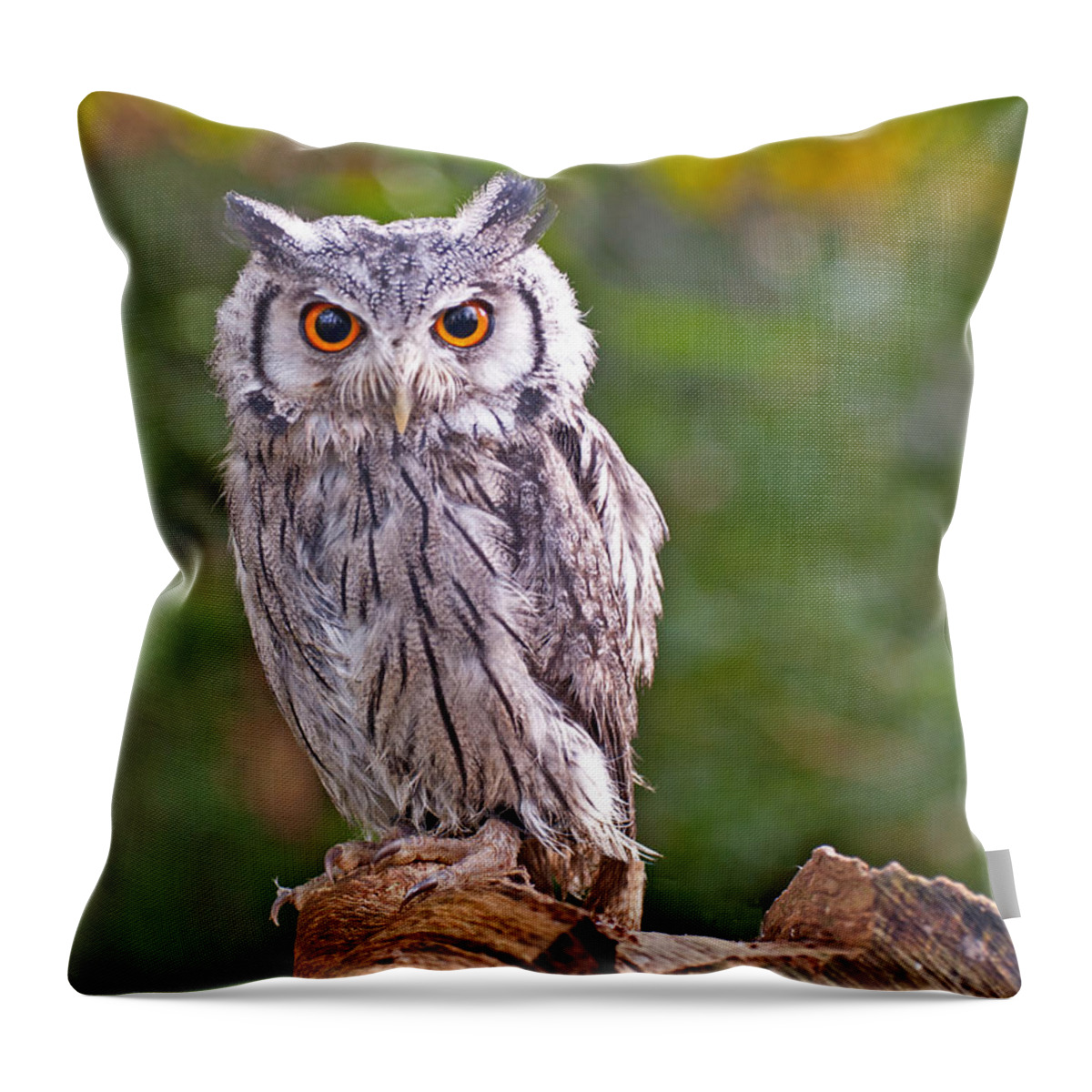 Scops Throw Pillow featuring the photograph Scops Owl by Chris Thaxter