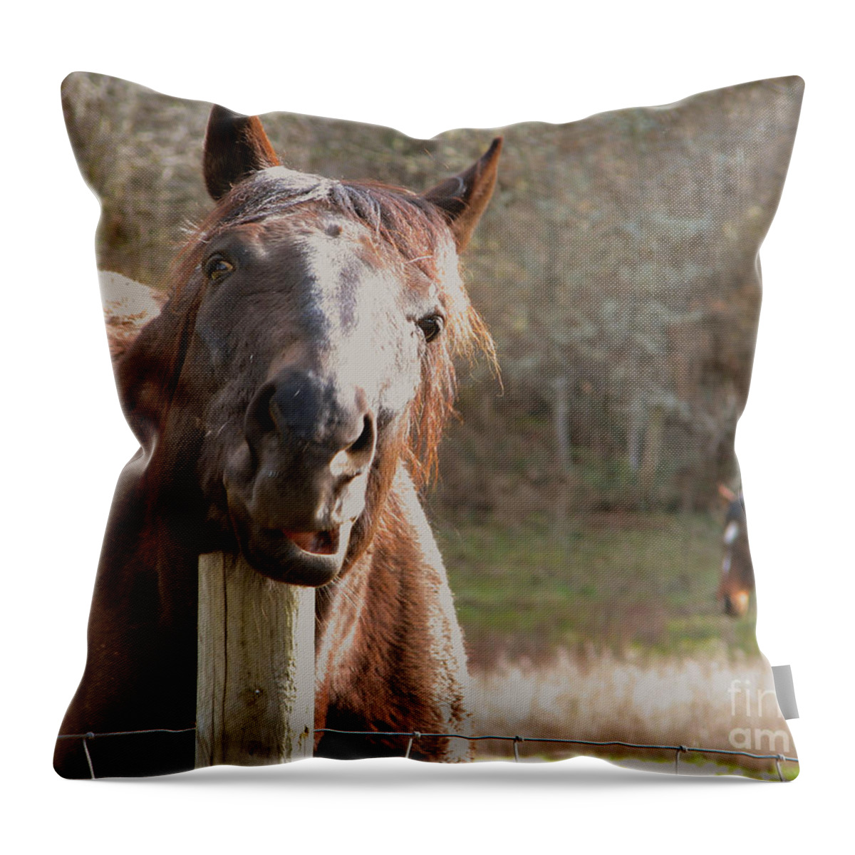 Horse Throw Pillow featuring the photograph Scratching That Springtime Itch by Rory Siegel