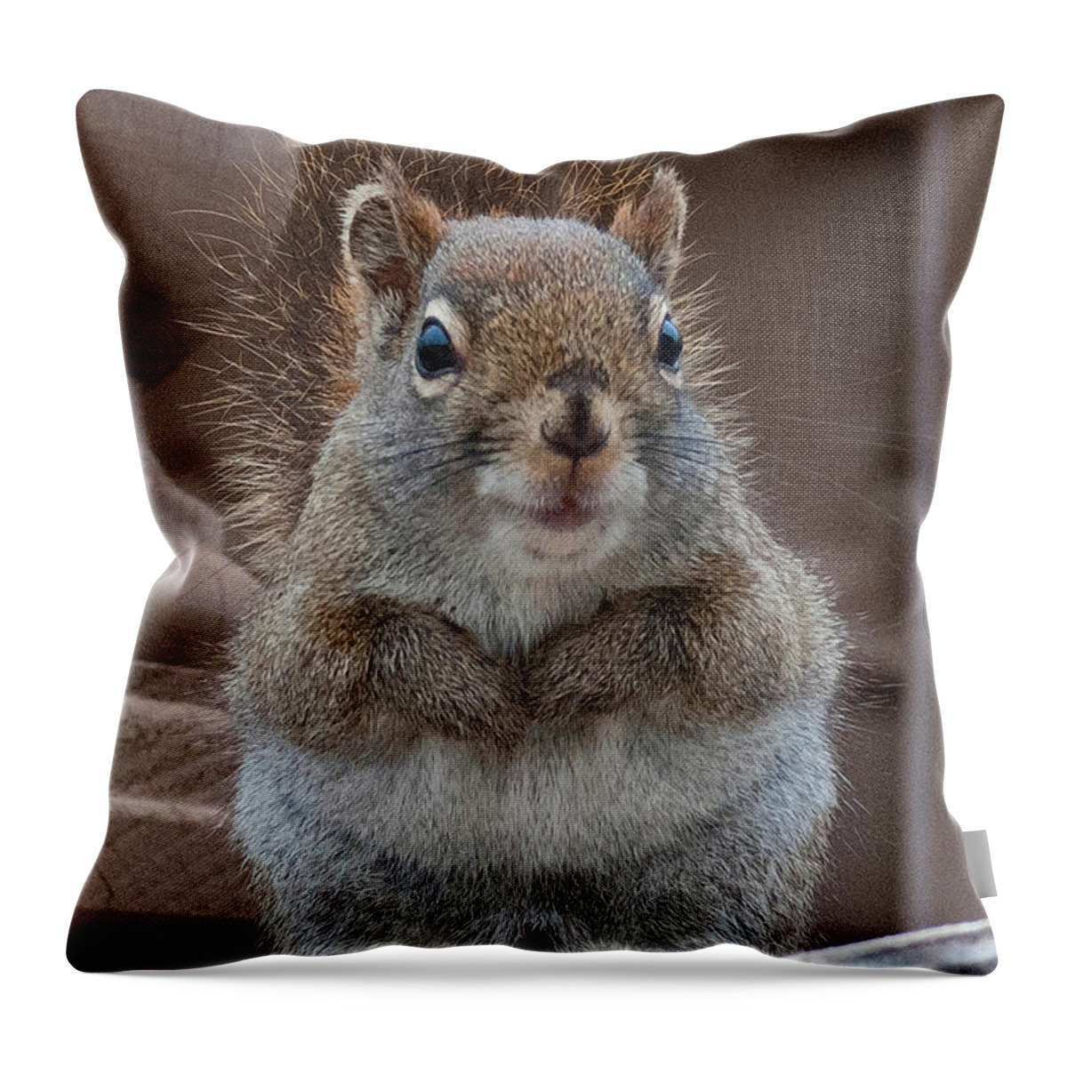 Squirrel Throw Pillow featuring the photograph Scroodle by WB Johnston