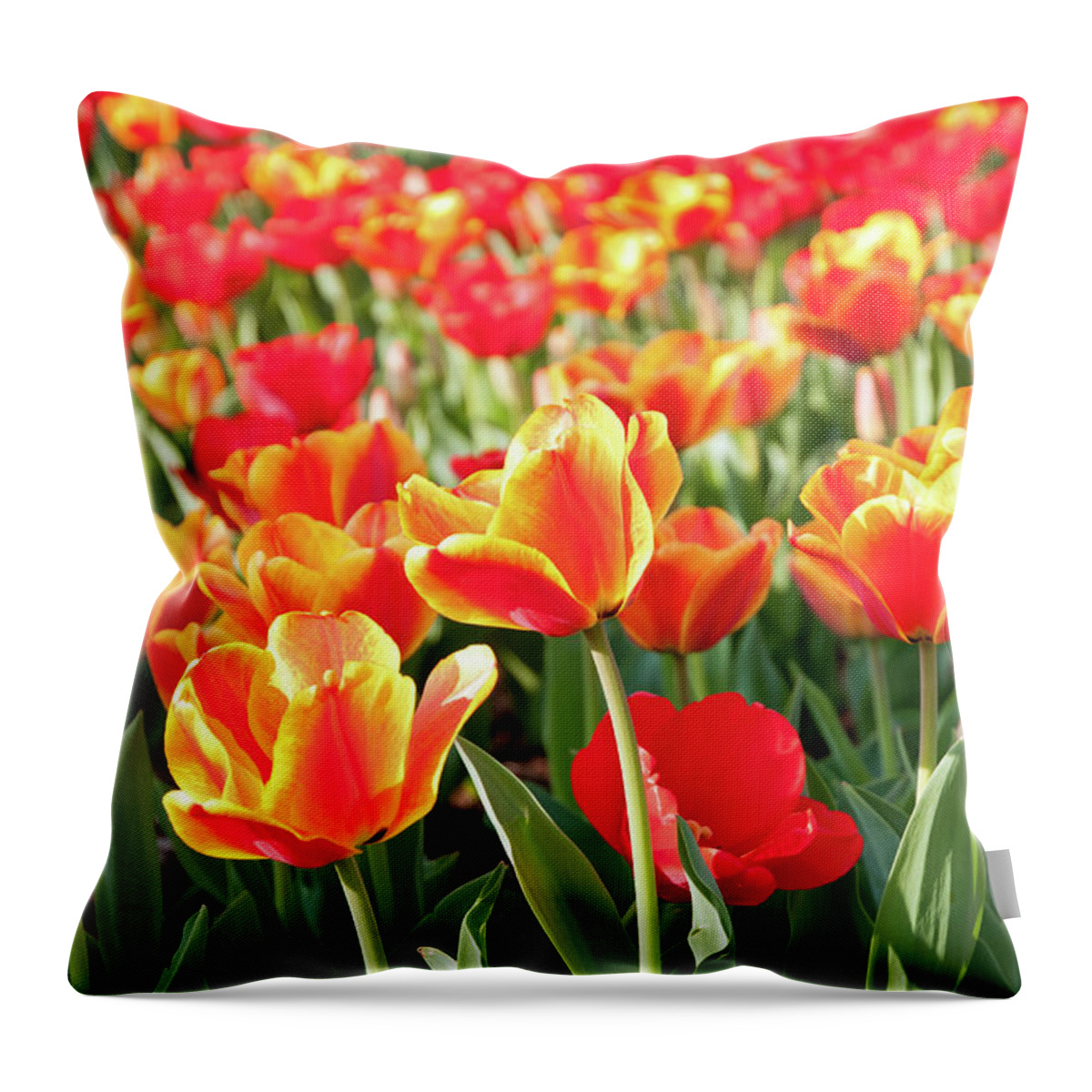 Orange Color Throw Pillow featuring the photograph Sea Of Red And Orange Tulips - Full by Travelif
