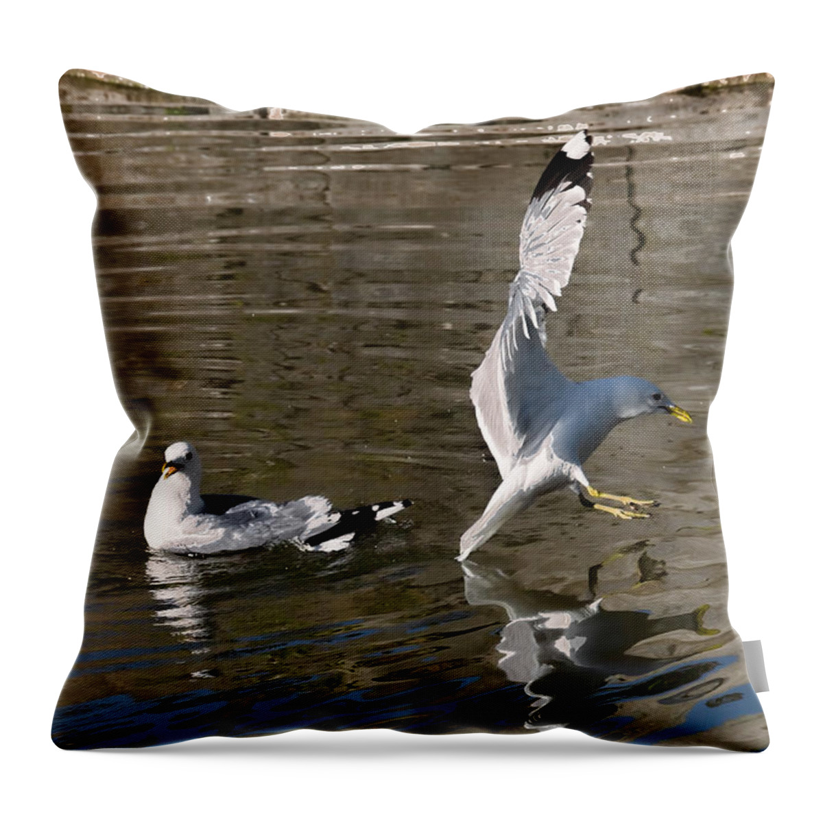 Animal Throw Pillow featuring the photograph Seagull by Leif Sohlman