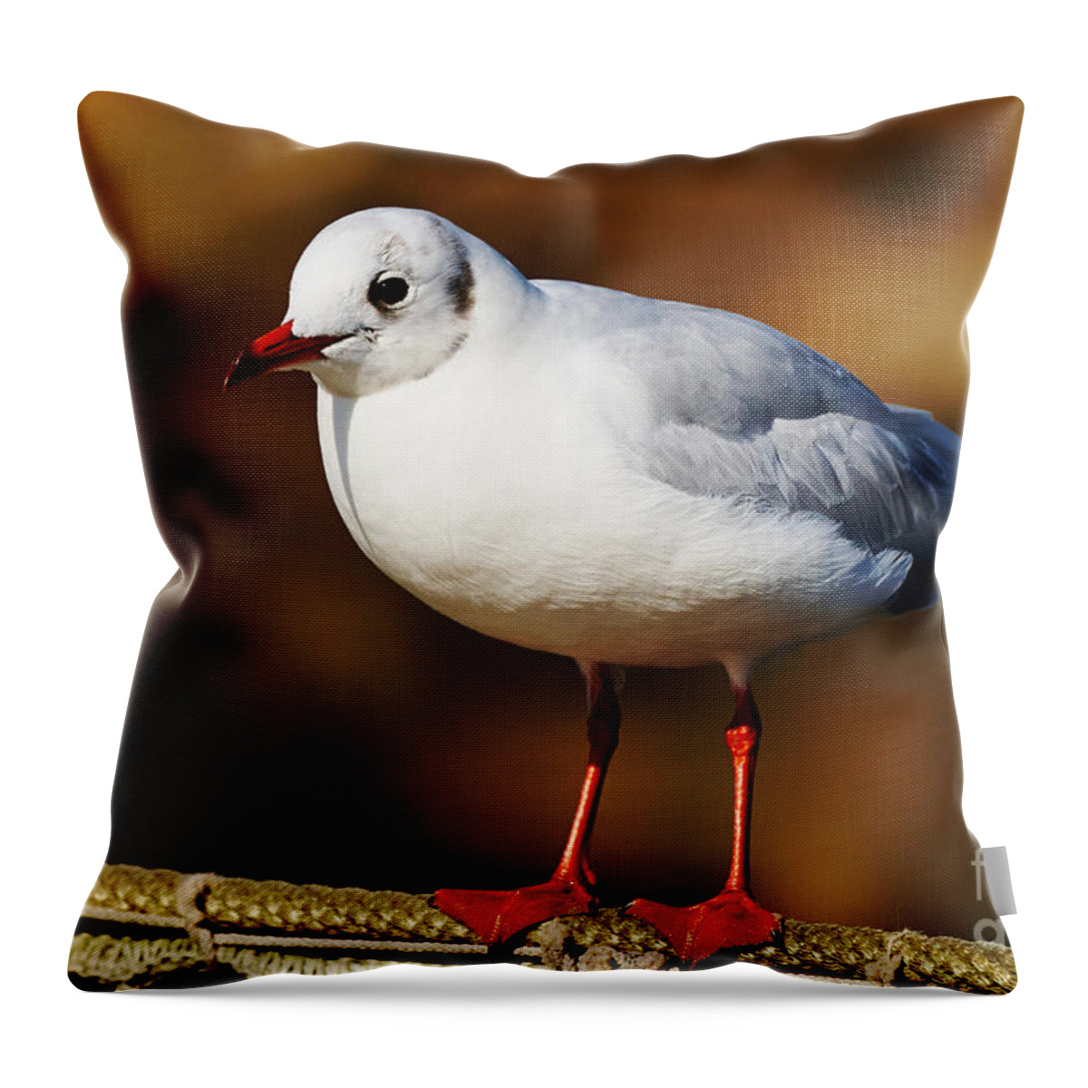 Closeup Throw Pillow featuring the photograph Seagull on a wire by Nick Biemans