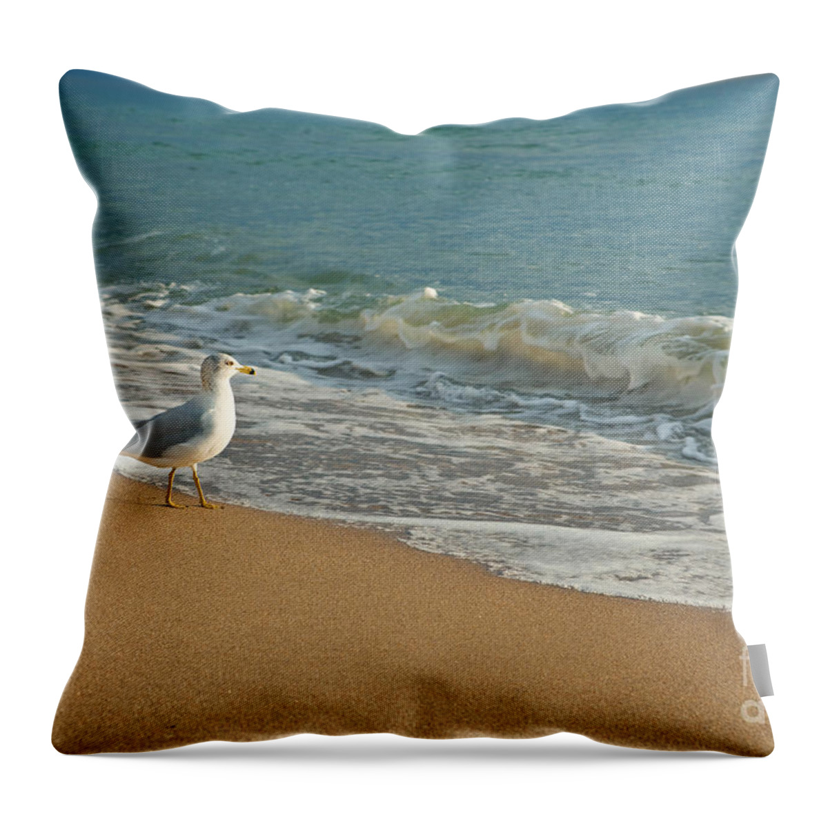 Bird Throw Pillow featuring the photograph Seagull Walking On A Beach by Sharon Dominick
