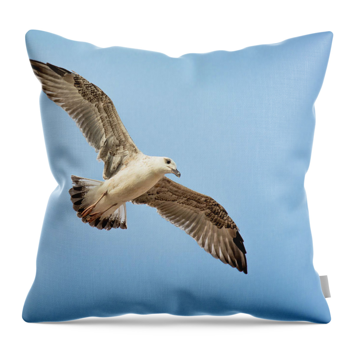 Bird Throw Pillow featuring the photograph Seagull with Widespread Wings by Andreas Berthold