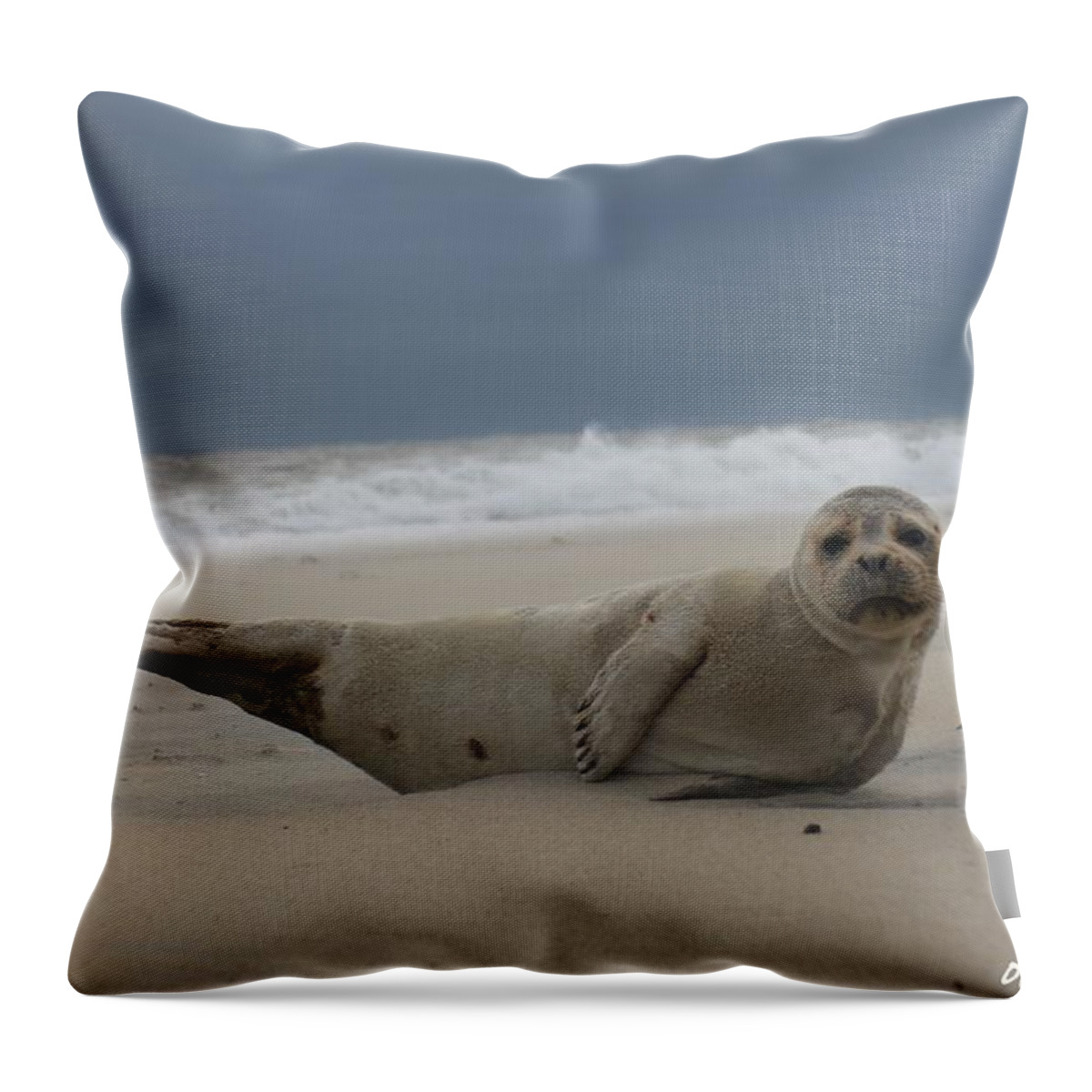 Animal Throw Pillow featuring the photograph Seal Yoga by Robert Banach