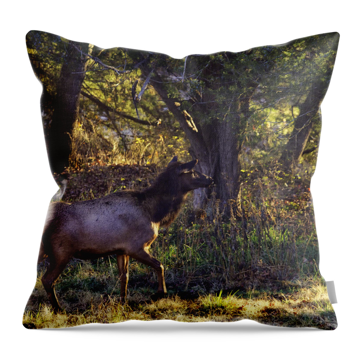 Cow Elk Throw Pillow featuring the photograph Searching for her Calf by Michael Dougherty