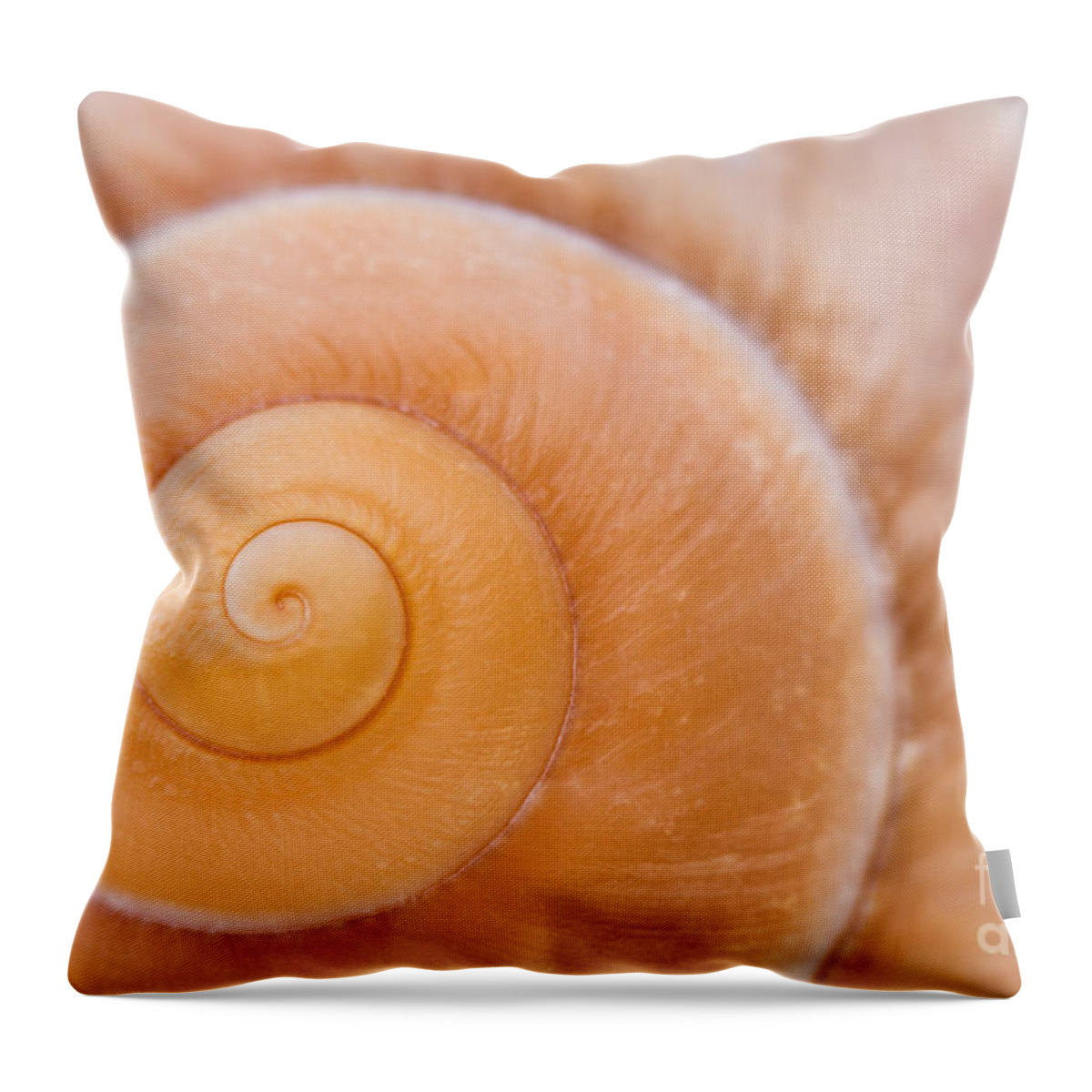 Seashell Throw Pillow featuring the photograph Seashell Spiral Close-up by Dawna Moore Photography