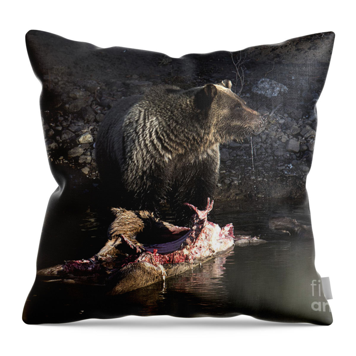 Grizzly Bear Throw Pillow featuring the photograph Secrets by Deby Dixon