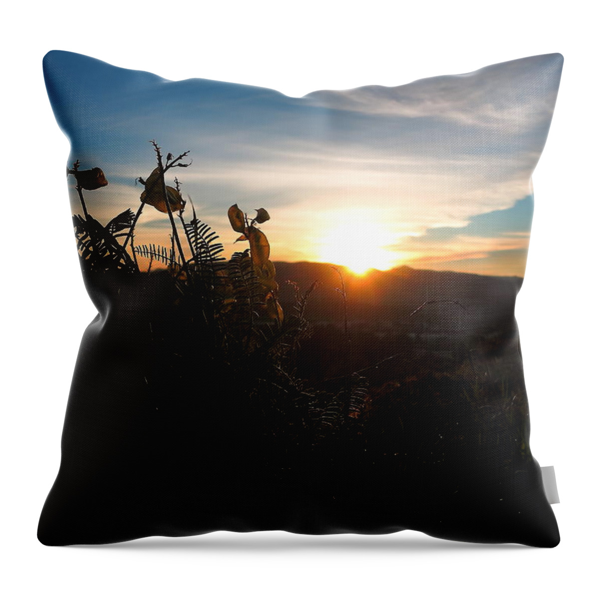Seedpod Throw Pillow featuring the photograph Seedpods at Sundown by Paul Foutz