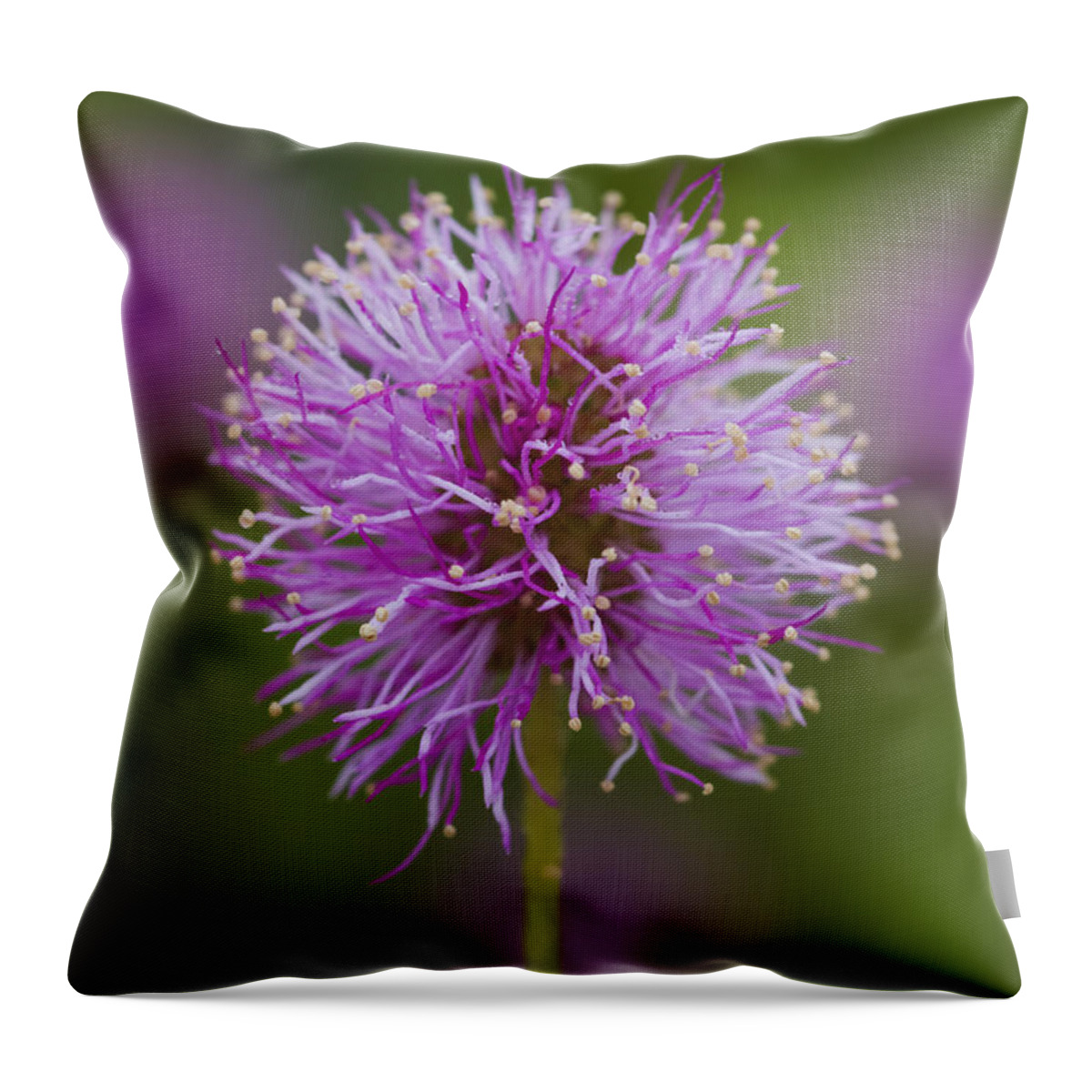 Flower Throw Pillow featuring the photograph Sensitive Briar Flower Globe by Steven Schwartzman