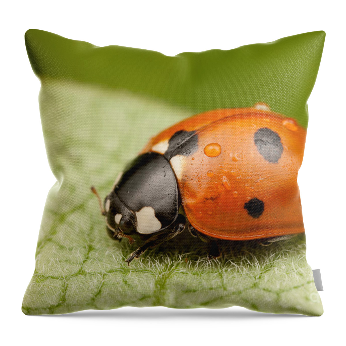 Clarence Holmes Throw Pillow featuring the photograph Seven-spotted Lady Beetle II by Clarence Holmes