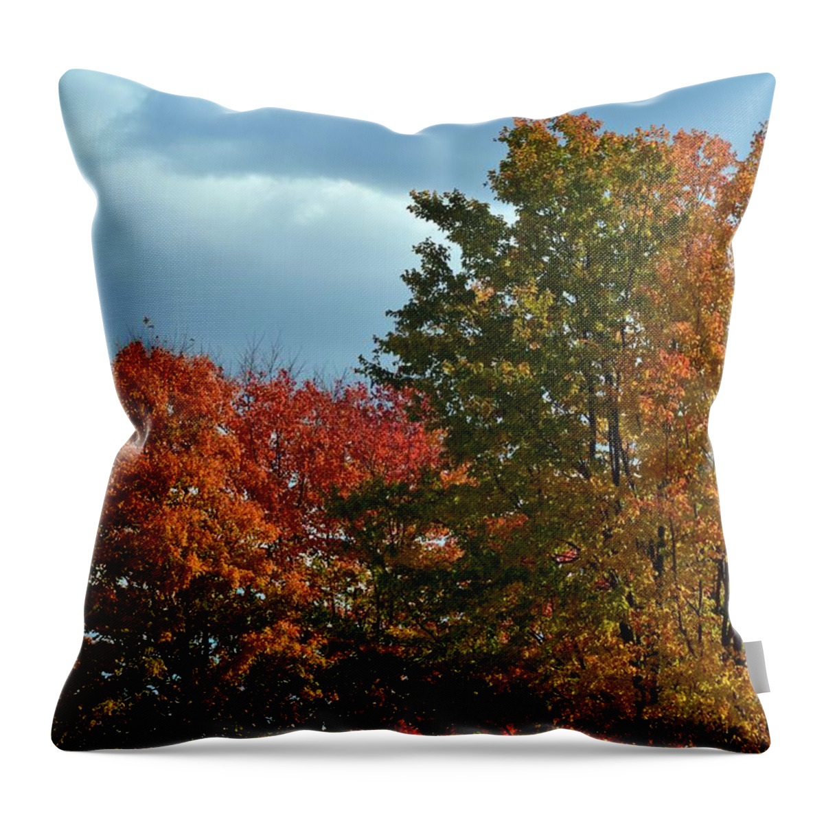 Tree Throw Pillow featuring the photograph Shaded by Judy Wolinsky