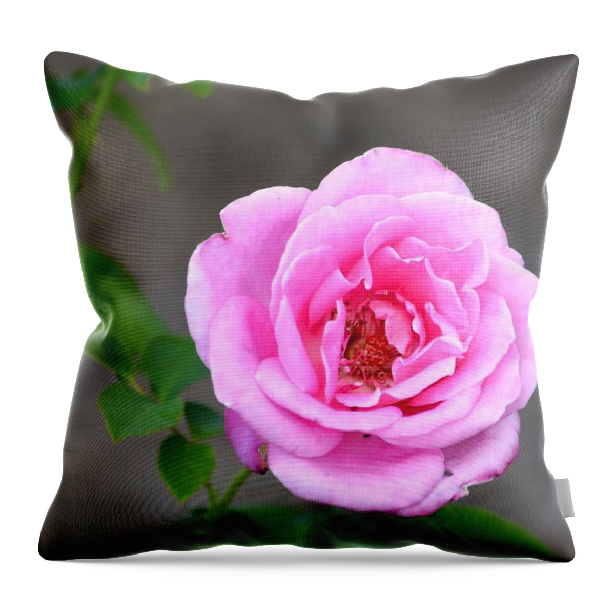 Rose Throw Pillow featuring the photograph Shades Of Pink by Deena Stoddard