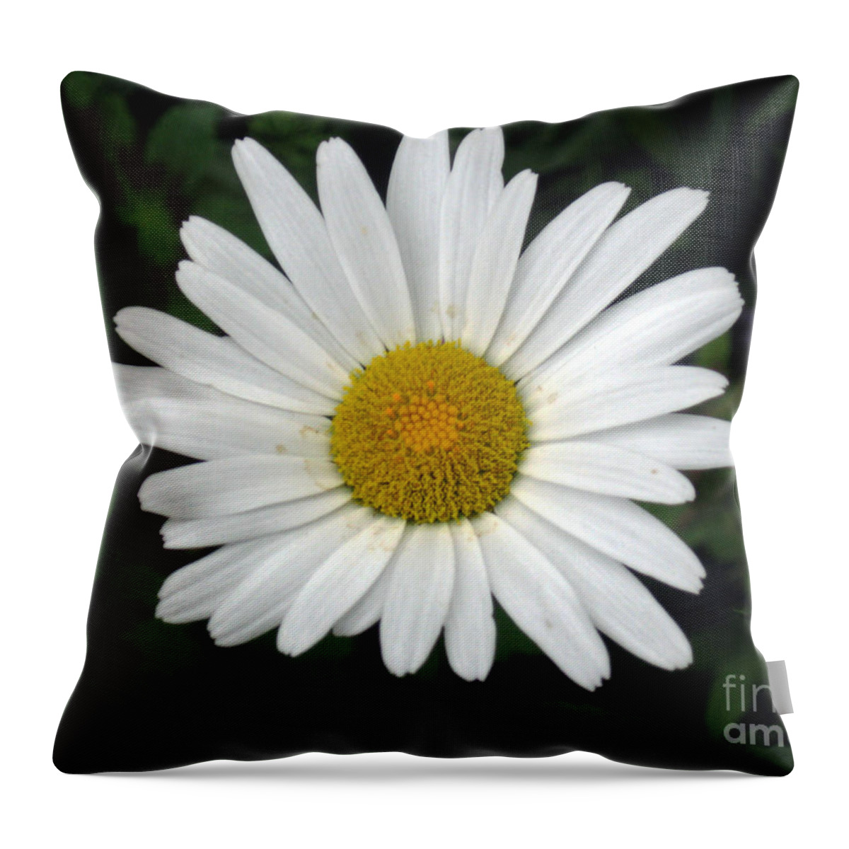 Daisy Throw Pillow featuring the photograph Shasta Daisy by Ellen Miffitt