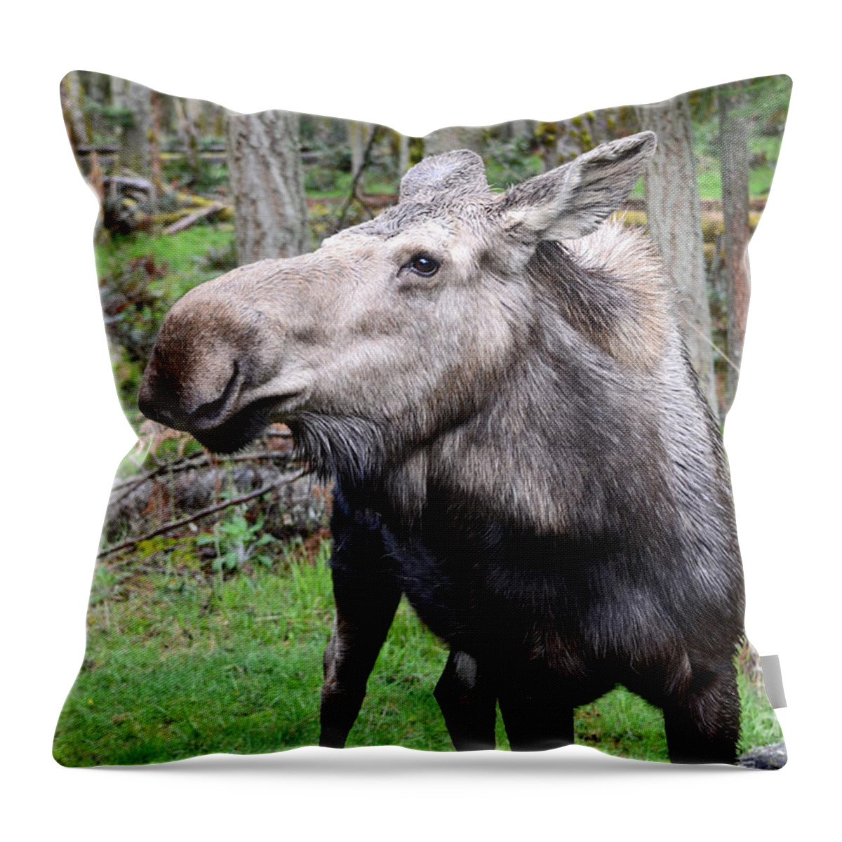 Moose Throw Pillow featuring the photograph She moose by Frank Larkin