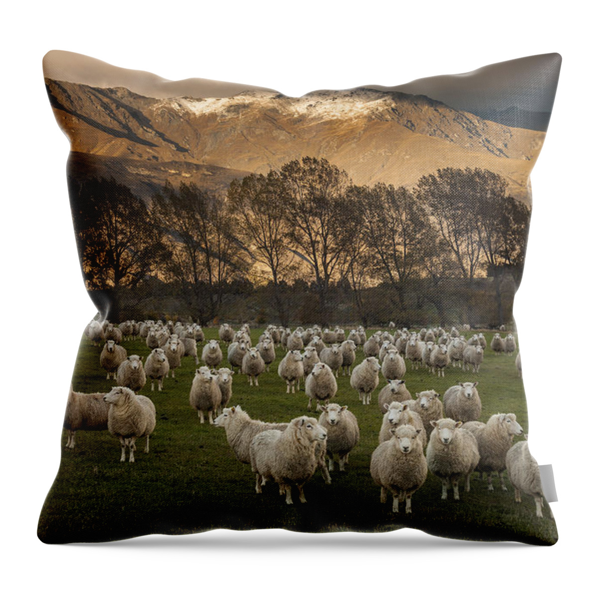 colin Monteath Hedgehog House Throw Pillow featuring the photograph Sheep Flock At Dawn Arrowtown Otago New by Colin Monteath, Hedgehog House