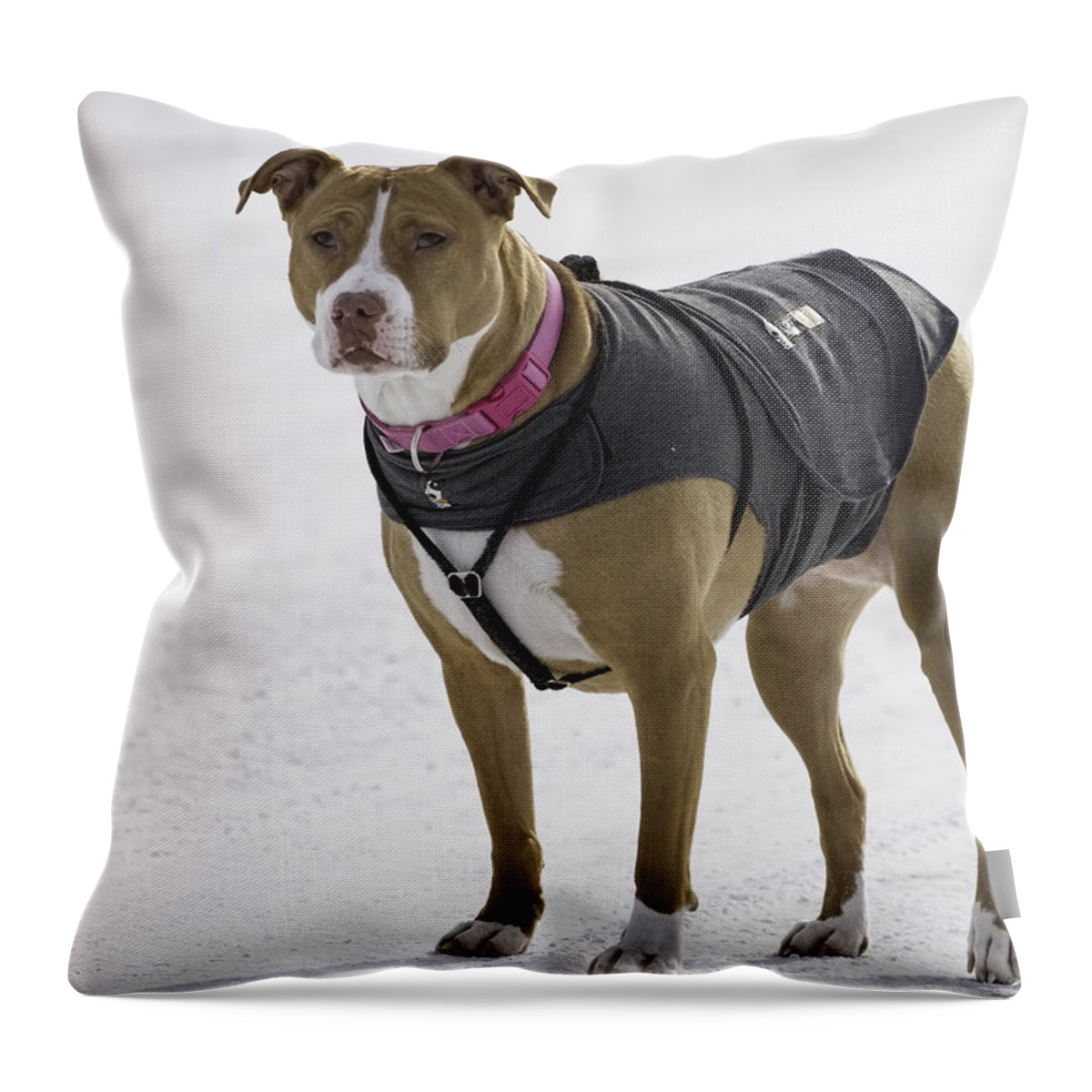 Pit Bull Throw Pillow featuring the photograph Shelby On The Road by Thomas Young