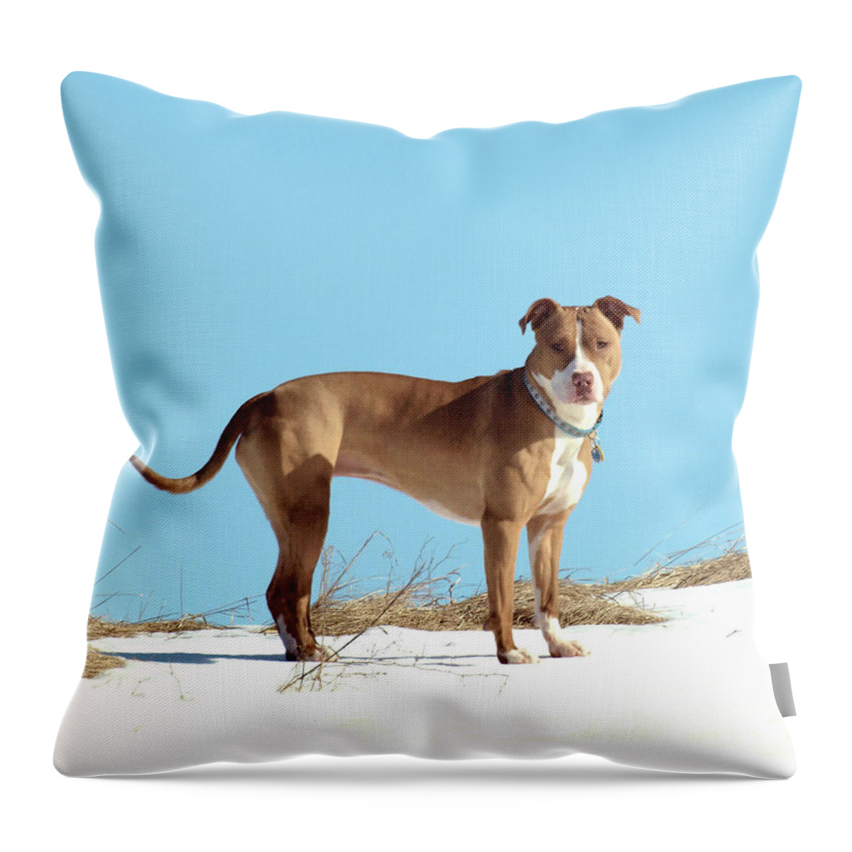 Dog Throw Pillow featuring the photograph Shelby by Thomas Young