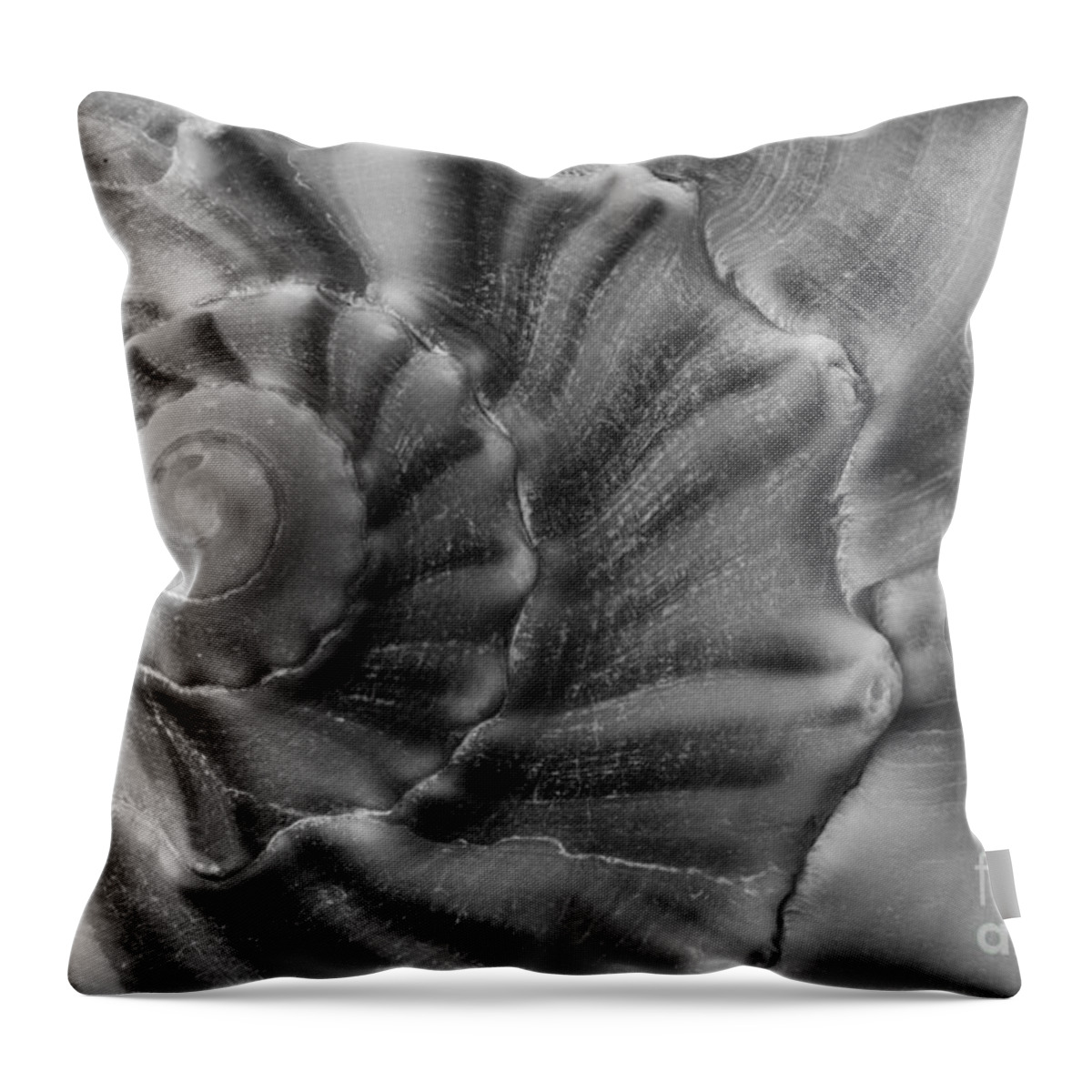 Shell Throw Pillow featuring the photograph Shell 1 by Carrie Cranwill