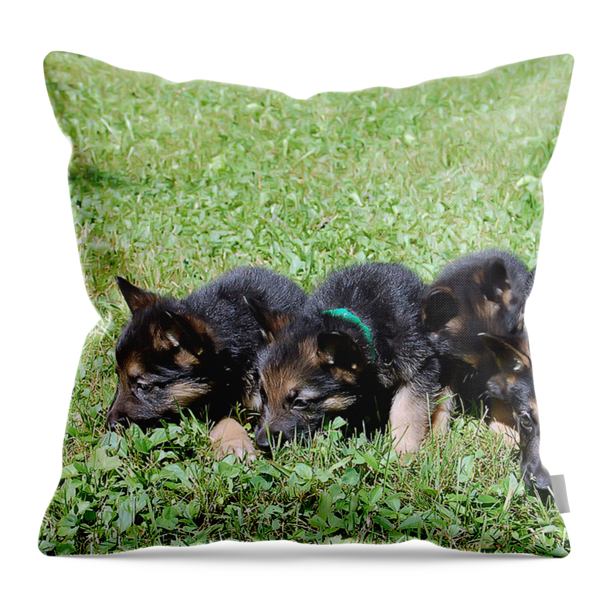 Animal.dog Throw Pillow featuring the photograph Shepherd Pups 10 by Aimee L Maher ALM GALLERY