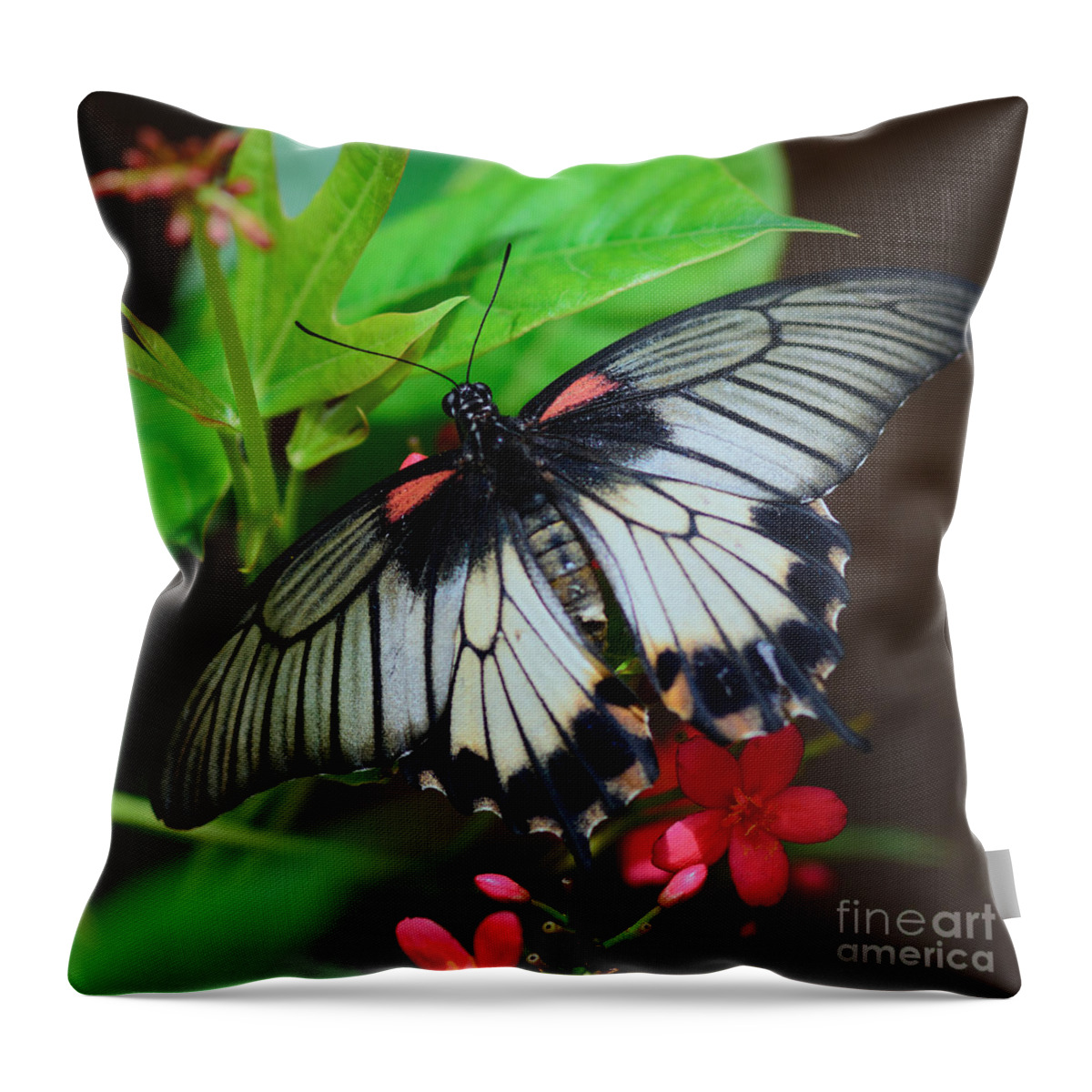 Scarlet Swallowtail Throw Pillow featuring the photograph She's A Beauty by Tamara Becker
