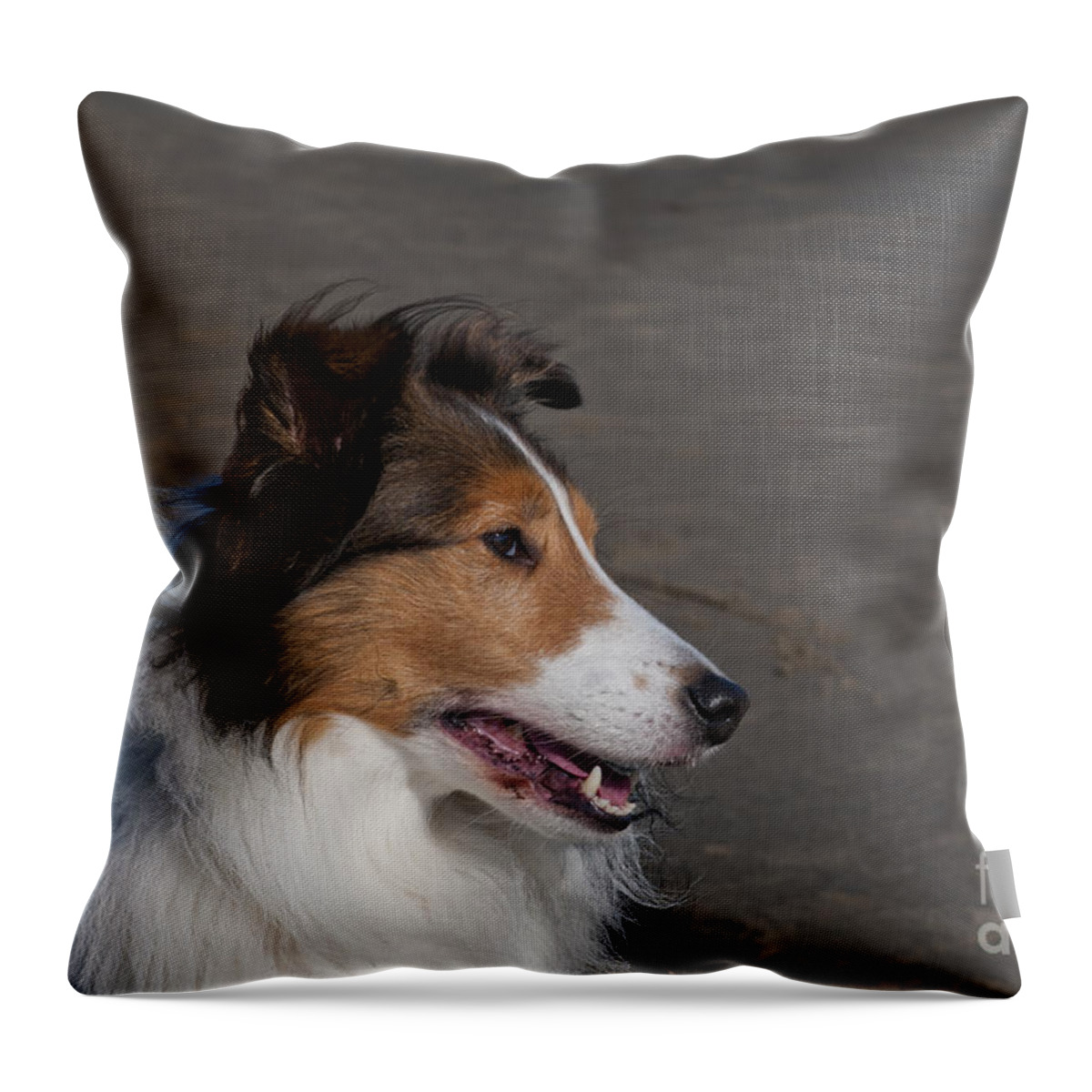 Nature Throw Pillow featuring the photograph Shetland Sheepdog On Beach by William H. Mullins