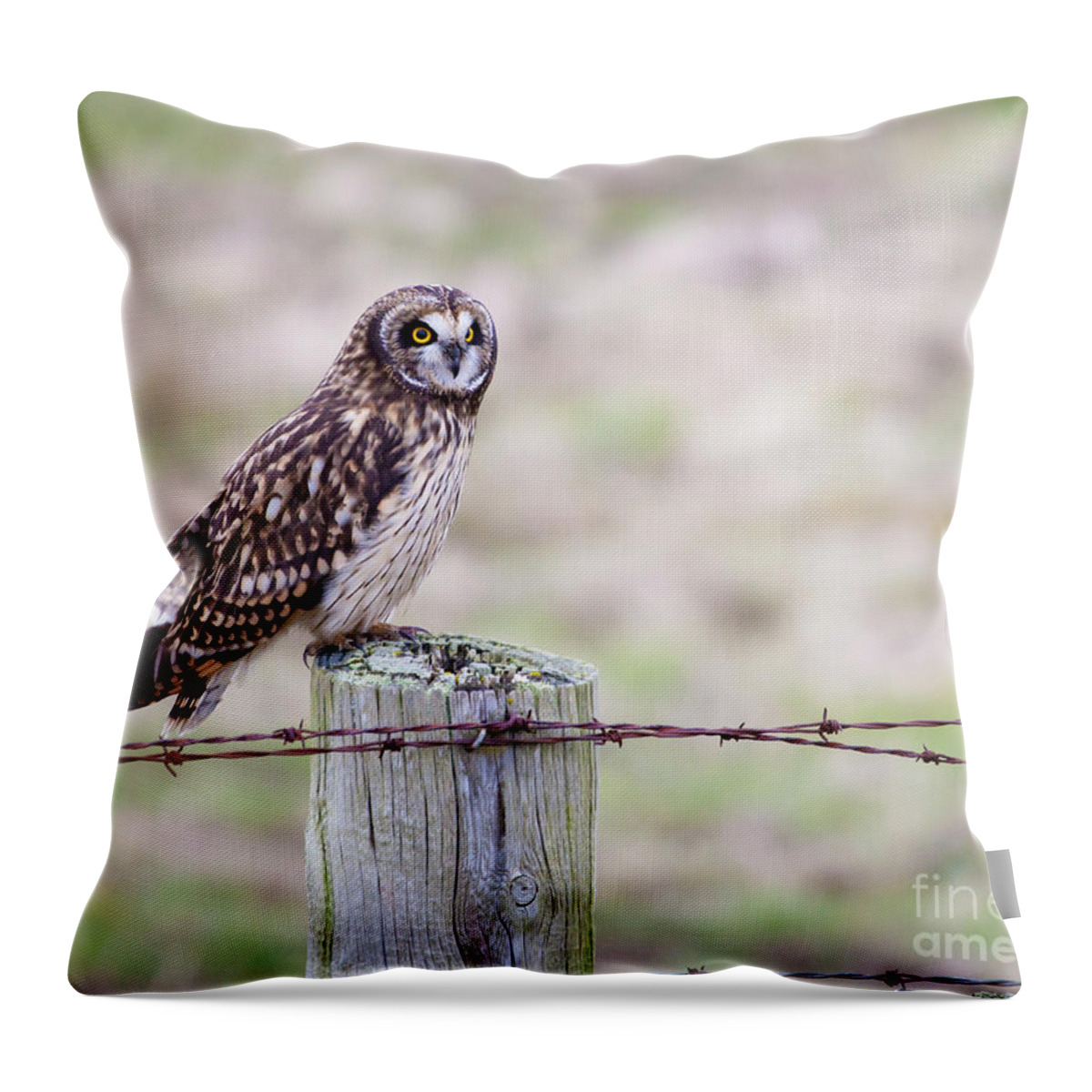 Owl Throw Pillow featuring the photograph Short Eared Owl Boundary Bay by Chris Dutton