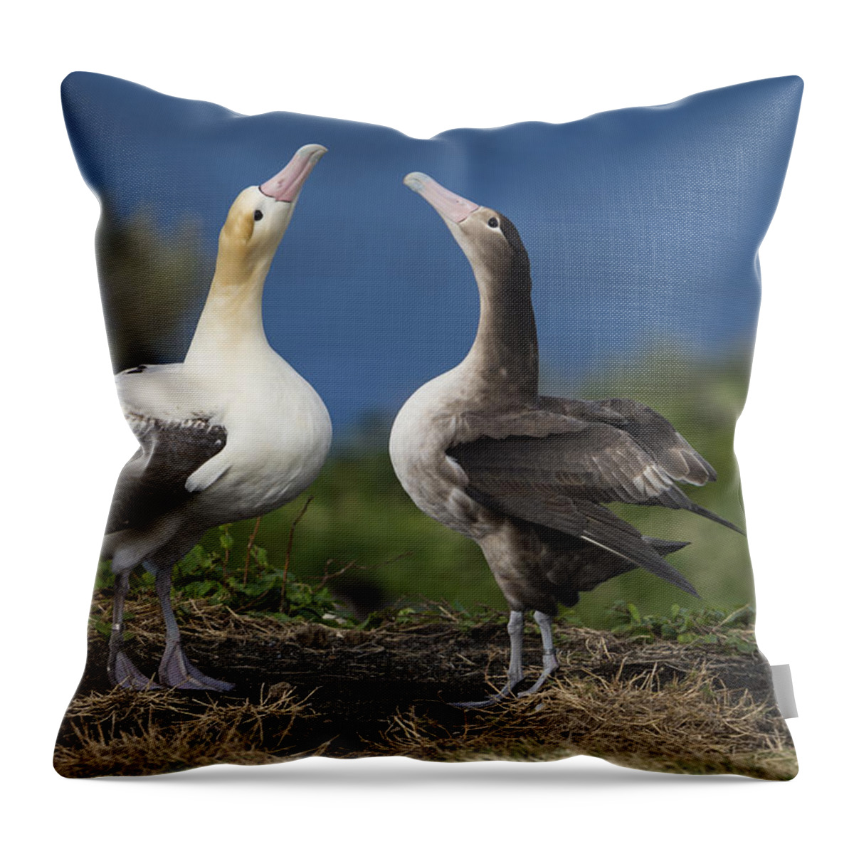536841 Throw Pillow featuring the photograph Short-tailed Albatross Courting by Tui De Roy