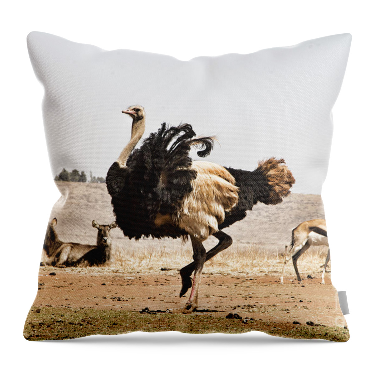 Ostrich Throw Pillow featuring the photograph Show-Off V3 by Douglas Barnard