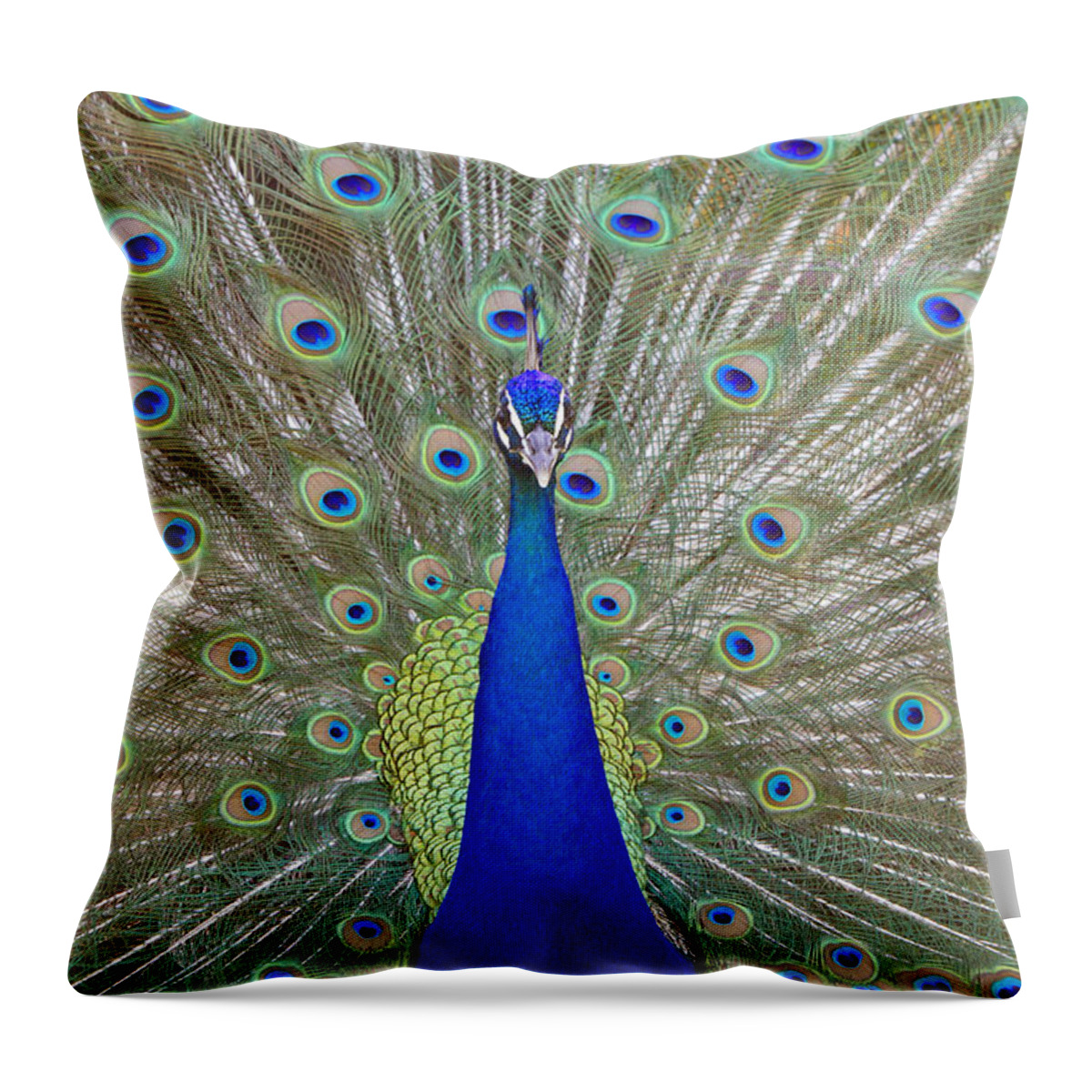 Peacock Throw Pillow featuring the photograph Showing Off by Shoal Hollingsworth