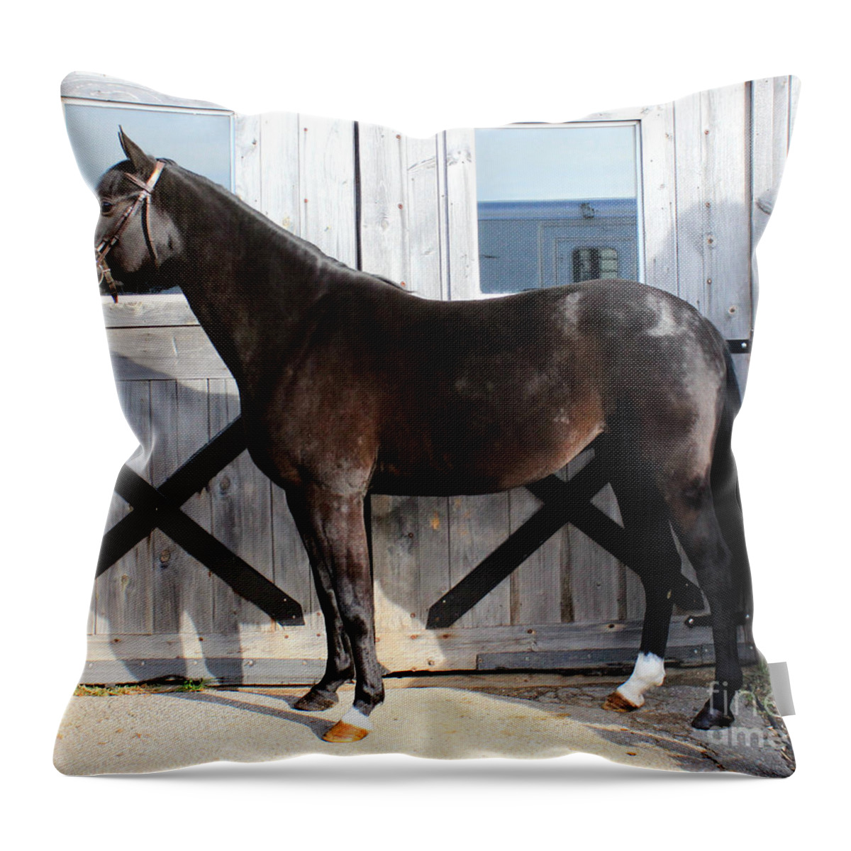  Throw Pillow featuring the photograph Sidney Lola 5 by Life With Horses
