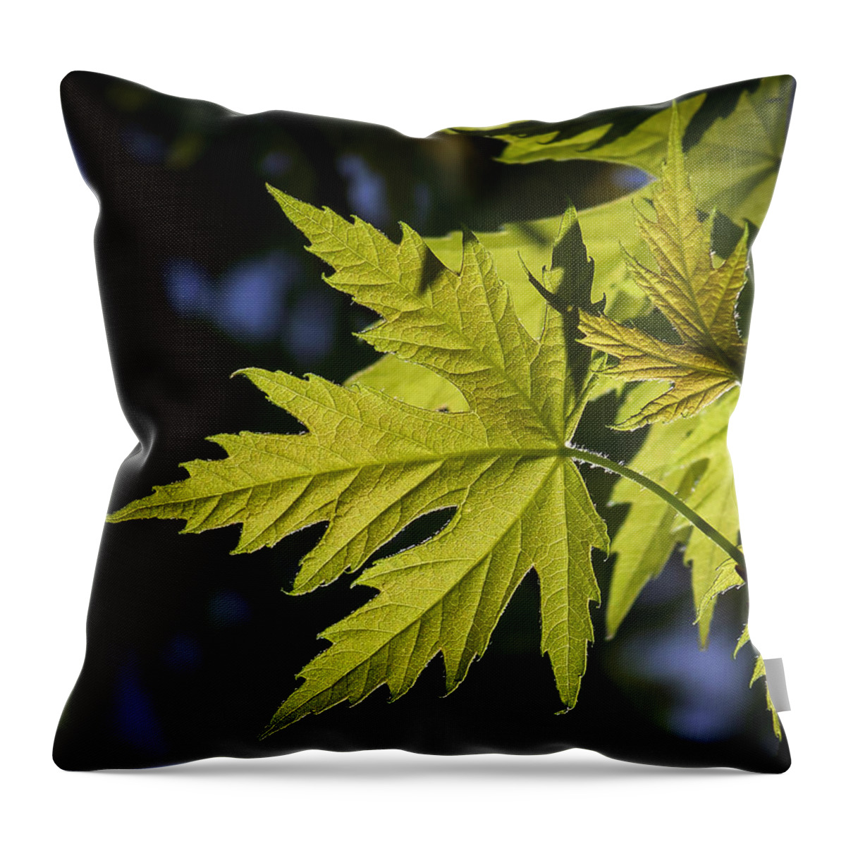 Colorful Throw Pillow featuring the photograph Silver Maple by Ernest Echols
