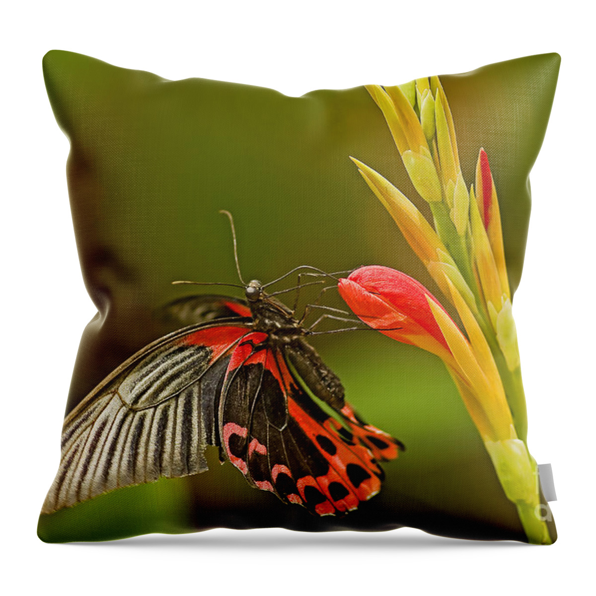 Angle Throw Pillow featuring the photograph Silver Spotted Flambeau by Nick Boren