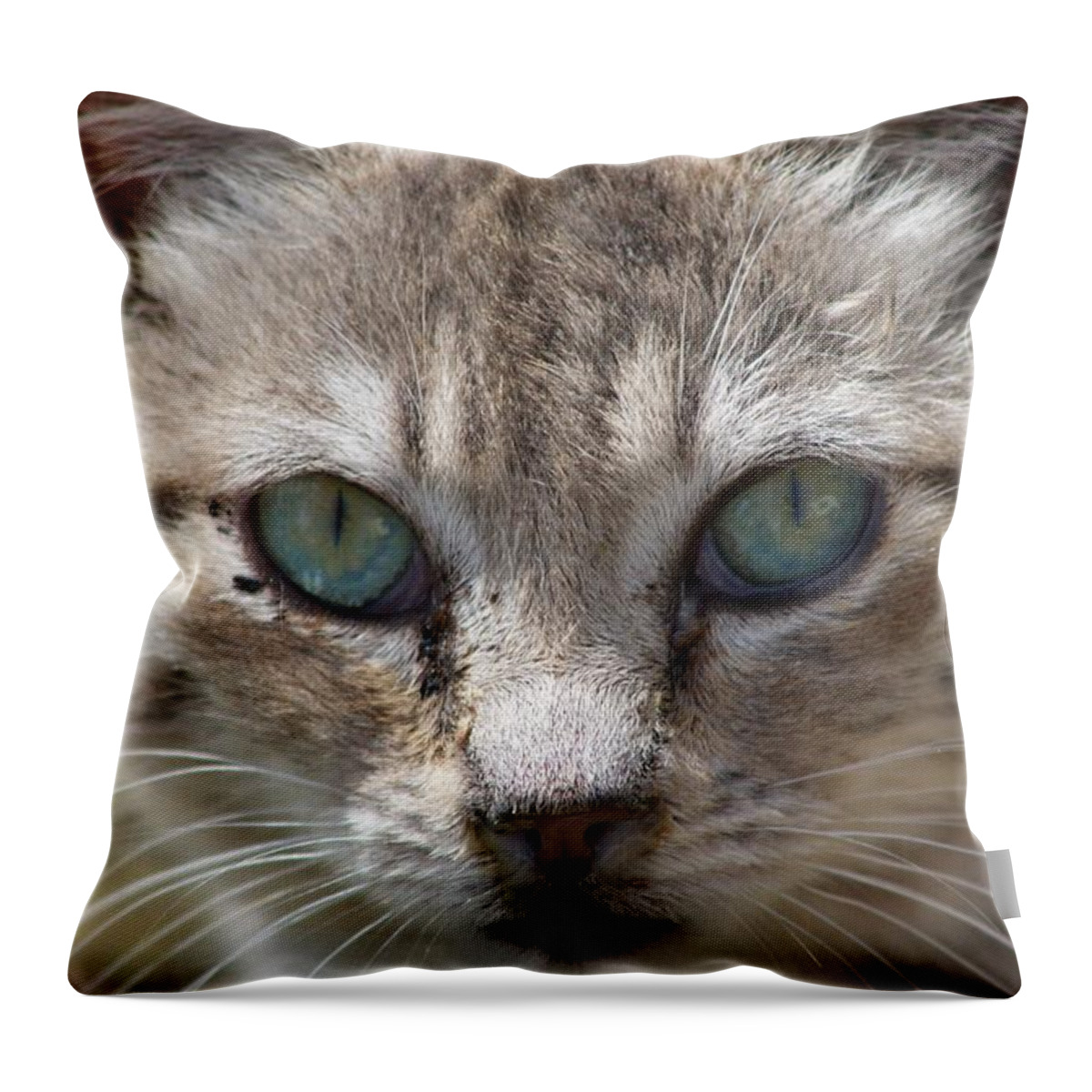 Cat Throw Pillow featuring the photograph Silver Tabby But What Color Eyes by Chriss Pagani