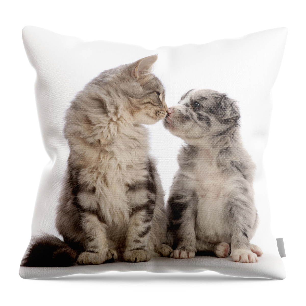 Adorable Throw Pillow featuring the photograph Silver Tabby Kitten Nose-to-nose by Mark Taylor