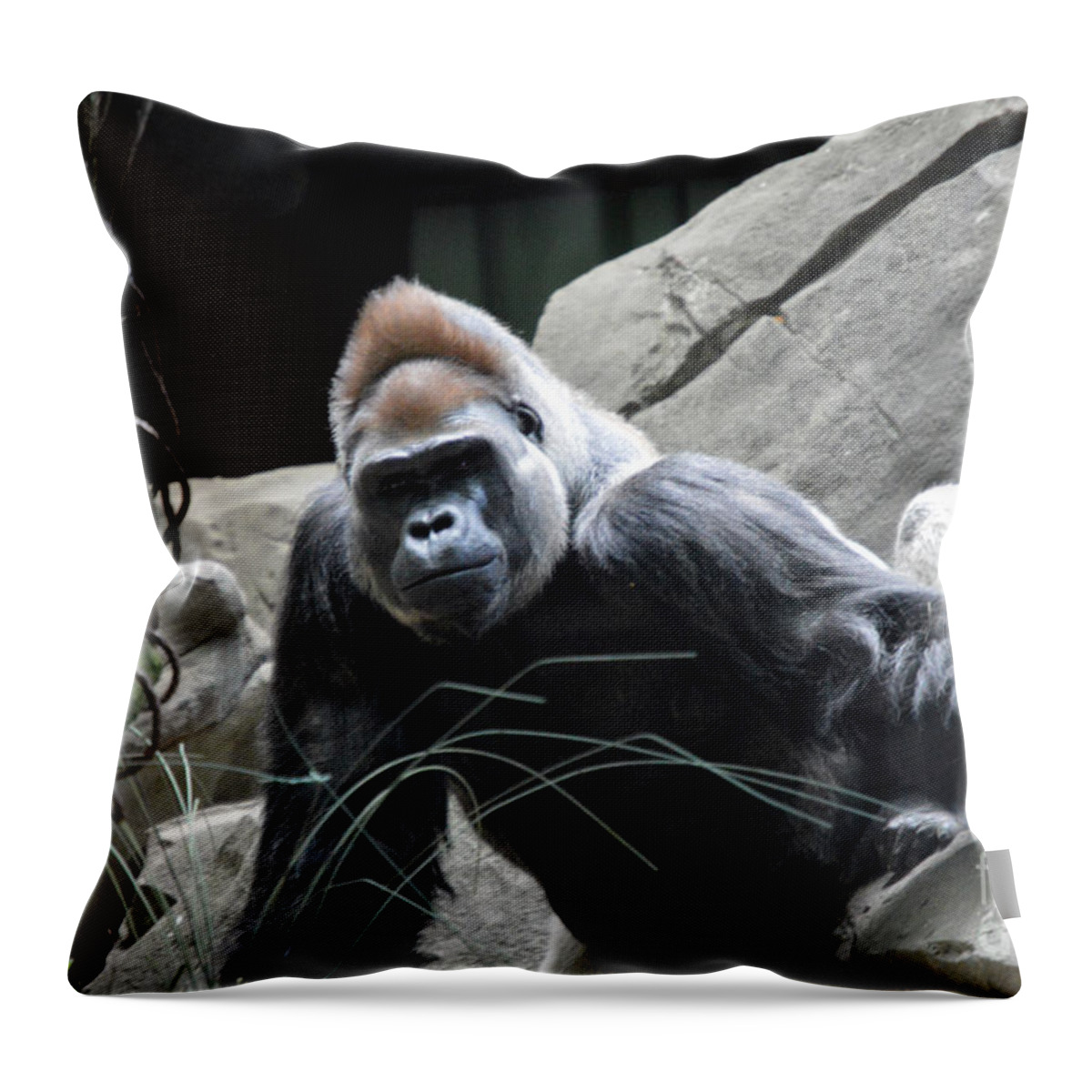 Silverback Throw Pillow featuring the photograph Silverback by Lynellen Nielsen