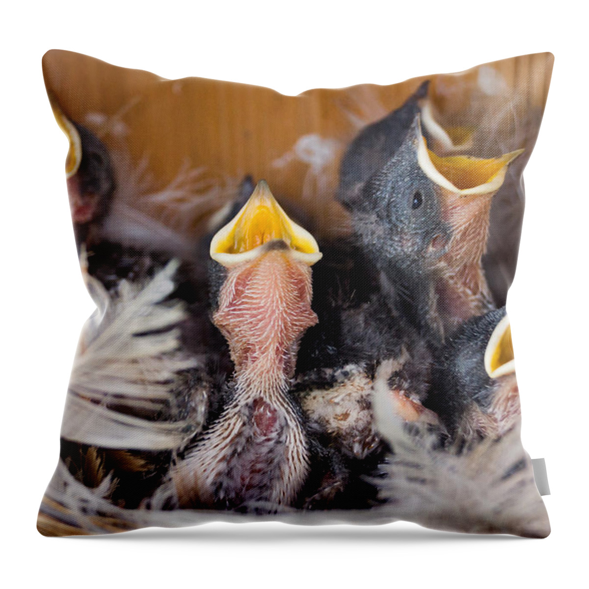 Bird Throw Pillow featuring the photograph Singing for Supper by Bill Pevlor