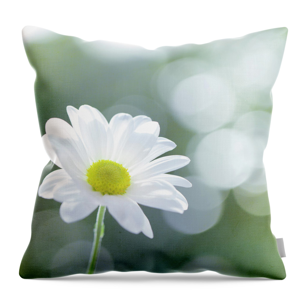 Chrysanthemum Throw Pillow featuring the photograph Single Chrysanthemum by Peter Chadwick Lrps