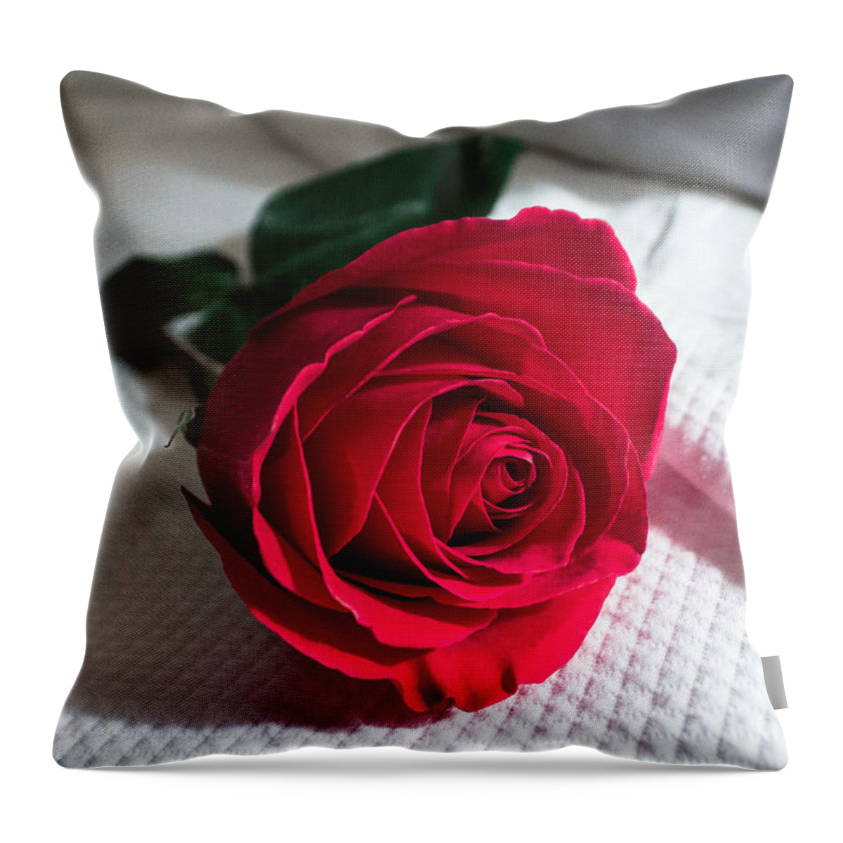 Rose Throw Pillow featuring the photograph Single Red Rose by Arlene Carmel