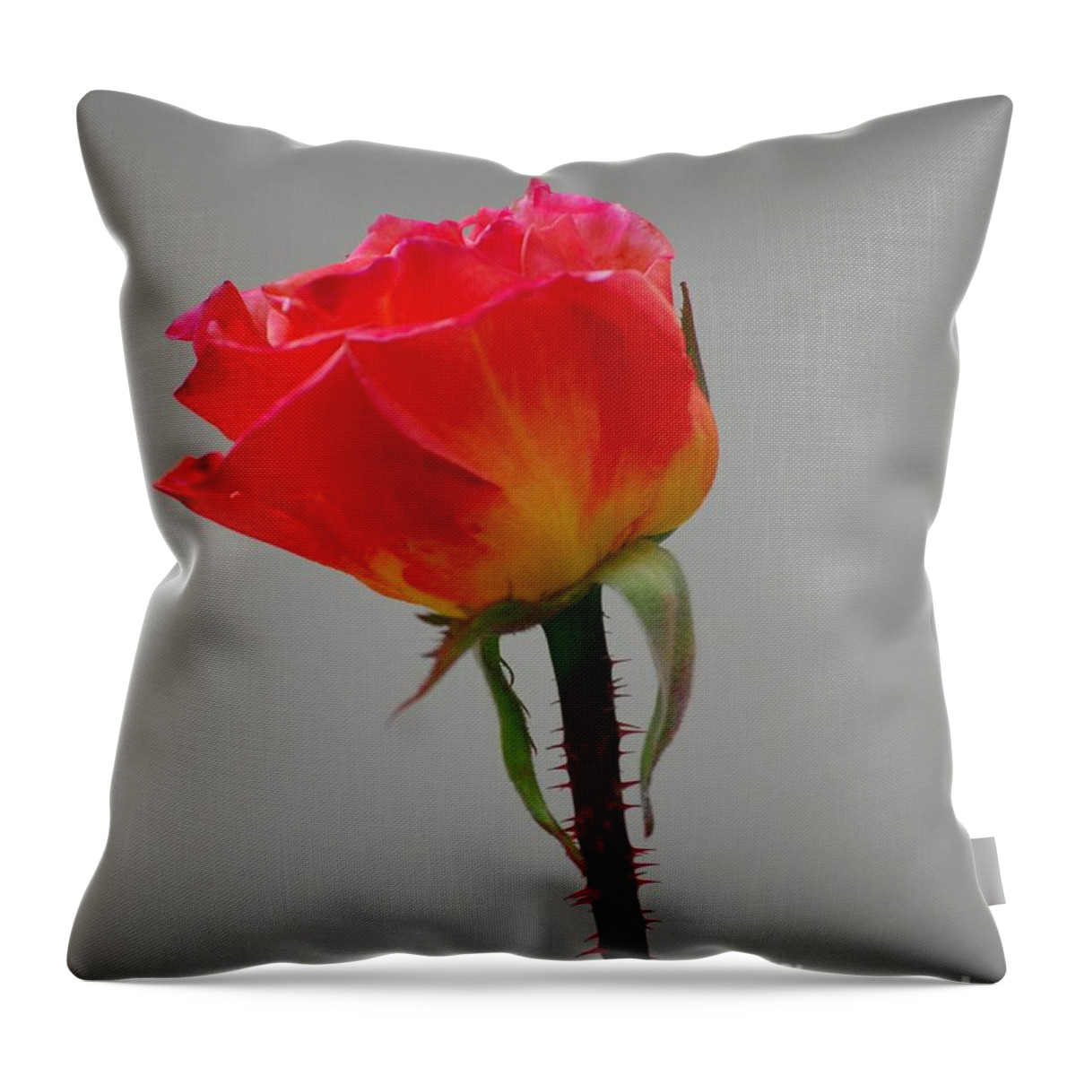 Nature Throw Pillow featuring the photograph Single Rose by Mark McReynolds