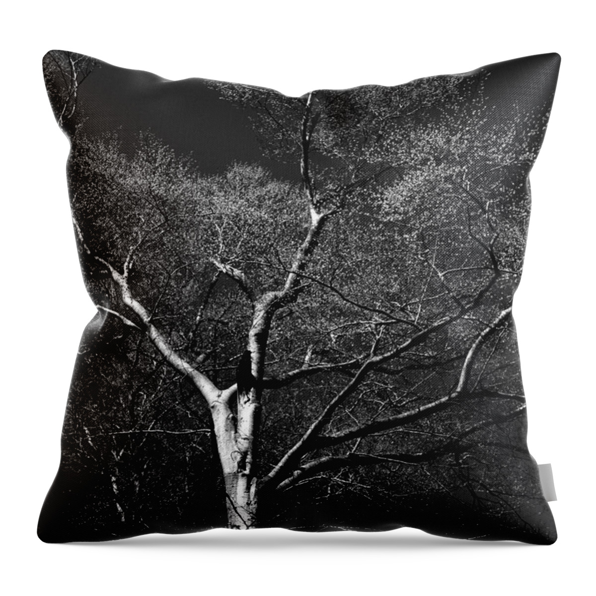 Art Throw Pillow featuring the photograph Single Tree with new Spring Leaves in Black and White by Randall Nyhof