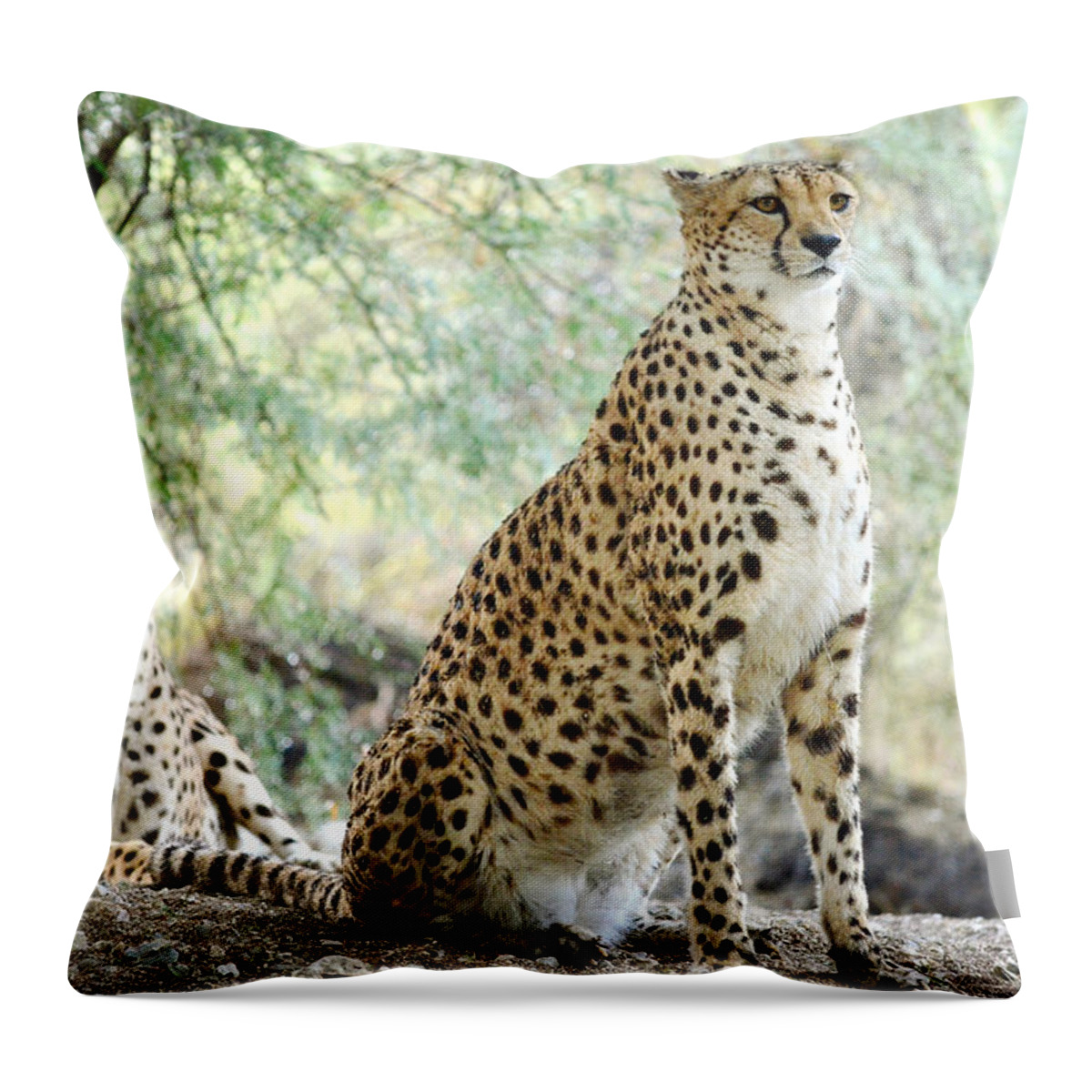 Cheetahs Throw Pillow featuring the photograph Sister Act 2 by Fraida Gutovich