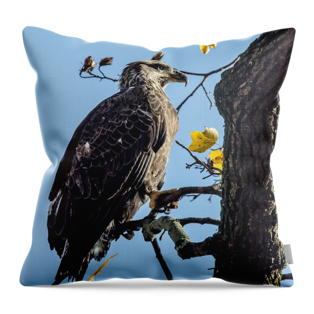 Immature Eagle Throw Pillow featuring the photograph Sitting in the Sun by Gary Wightman