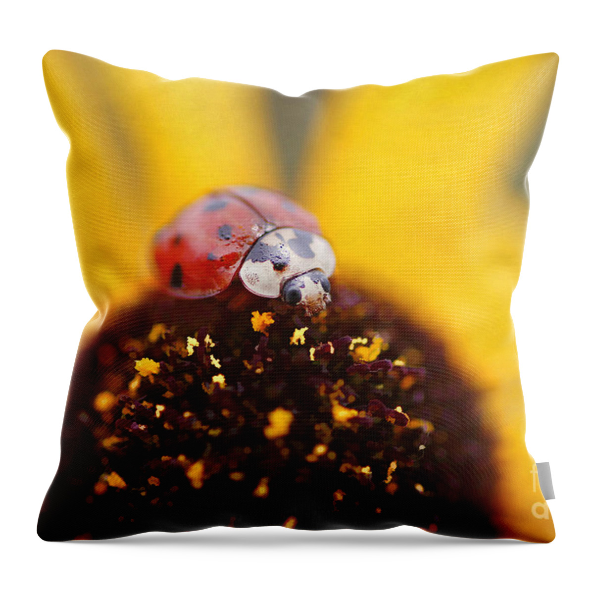 Black Eyed Susan Throw Pillow featuring the photograph Sitting Pretty by Darren Fisher