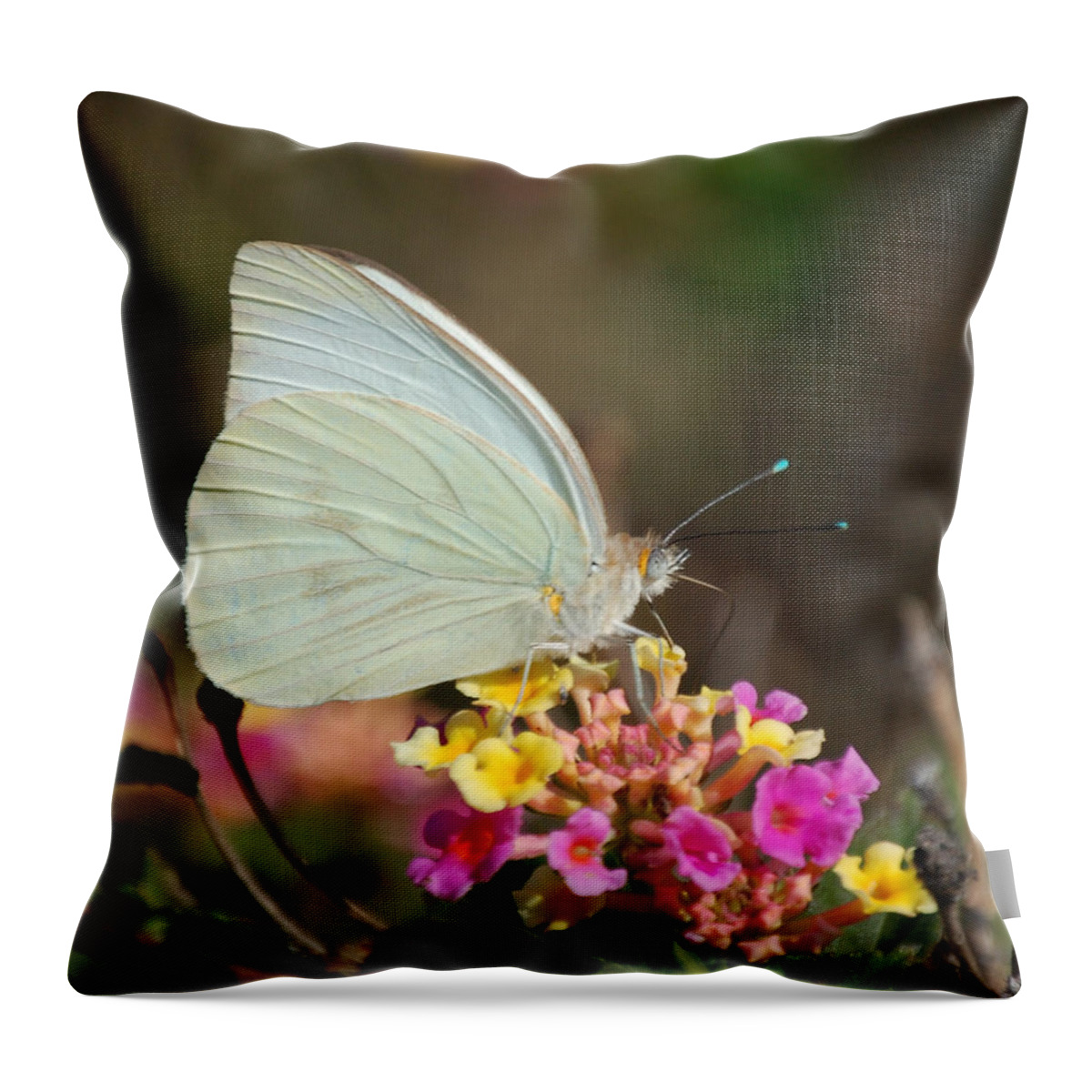 Sitting Throw Pillow featuring the photograph Sitting Pretty by Leticia Latocki