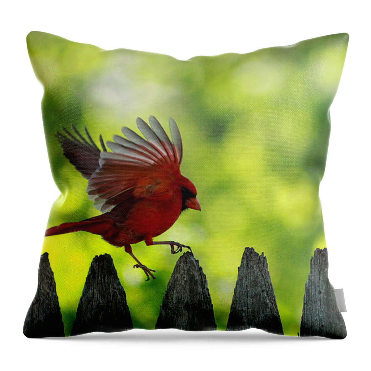 Cardinal Throw Pillow featuring the photograph Skipping Pickets 1 by Jackie Novak