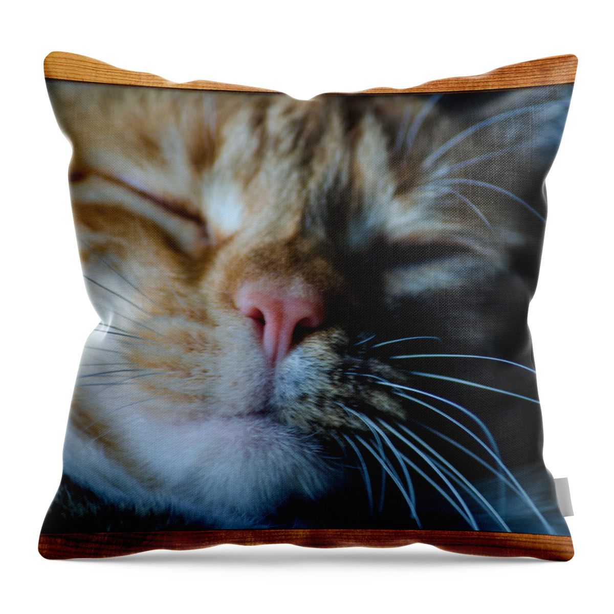 Cat Throw Pillow featuring the photograph Sleeping Abby Framed by Tikvah's Hope