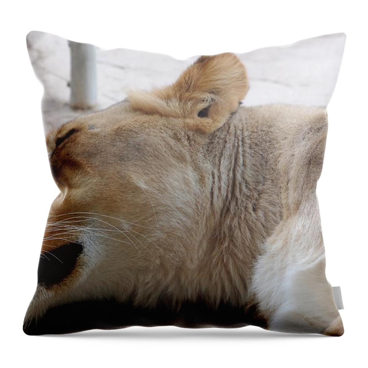 Lioness Throw Pillow featuring the photograph Sleeping Lioness by Susan Garren